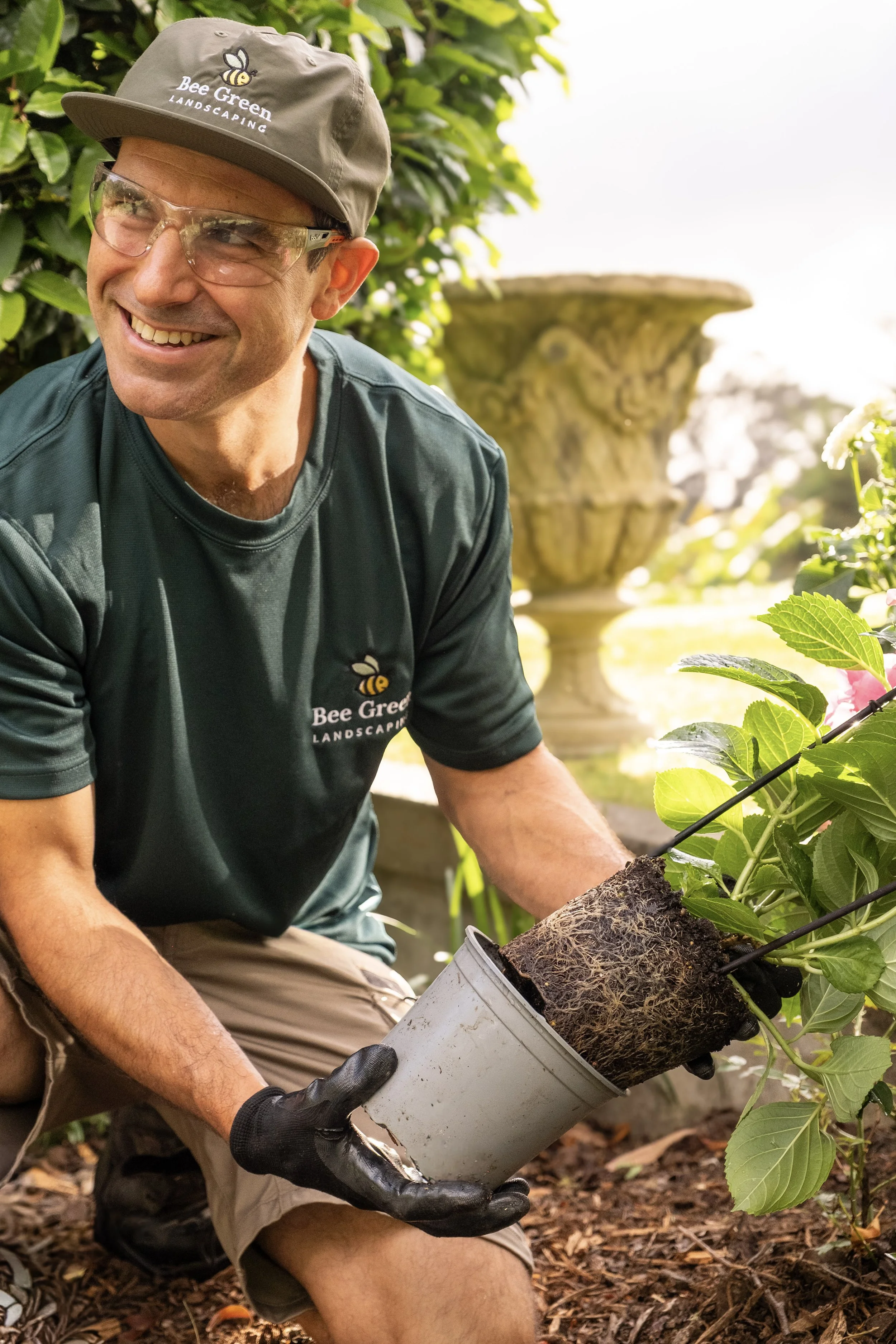 planting, buxus, fresh soil, new garden bed