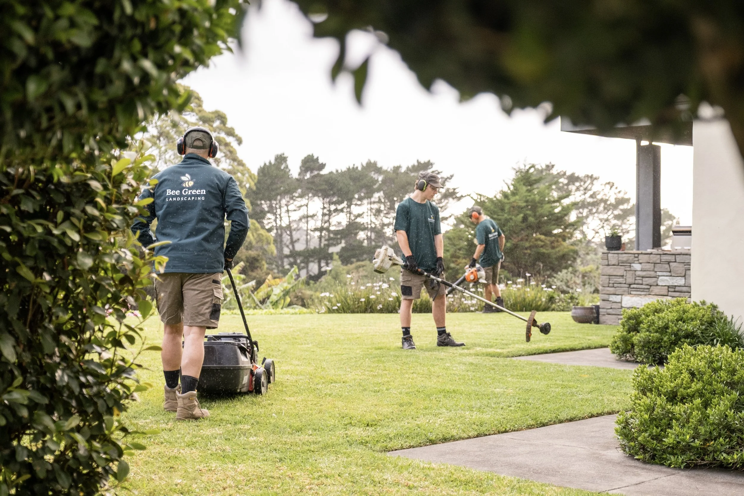 Person trimming hedge with shears, vibrant red leaves, green background. Buxus hedge. 