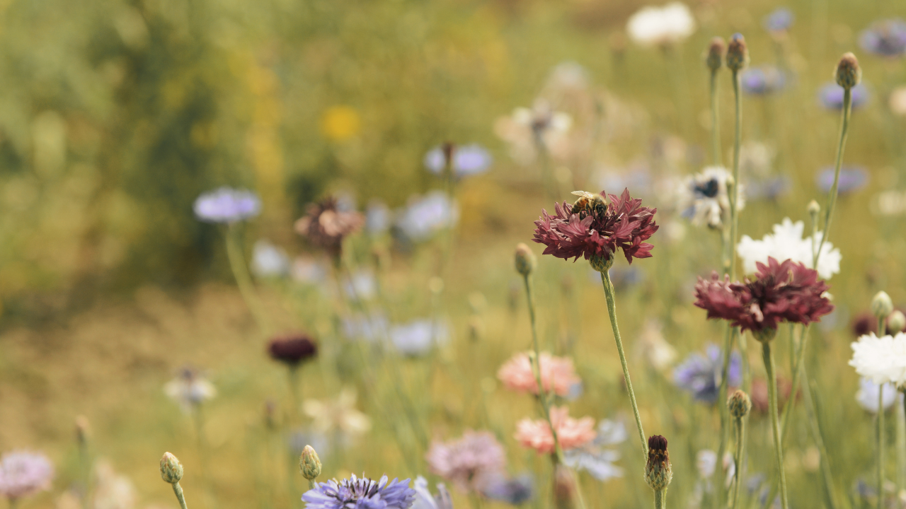 Wildflowers blooming in a sunlit field during golden hour.
