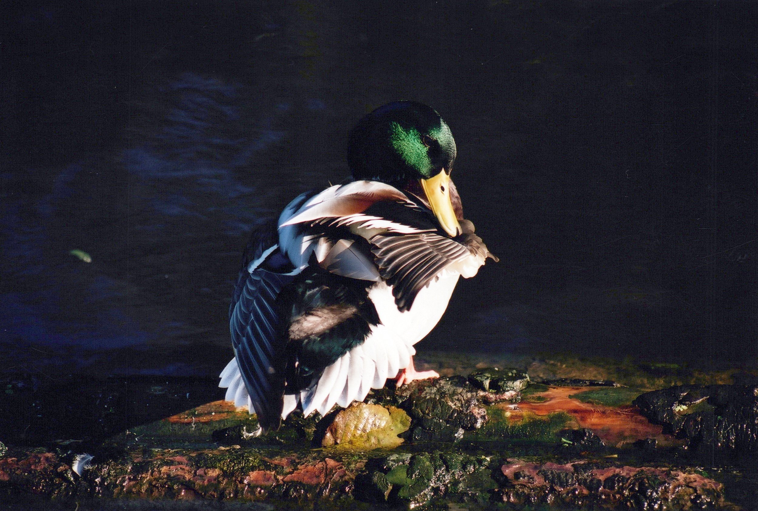 “Birds Afloat"