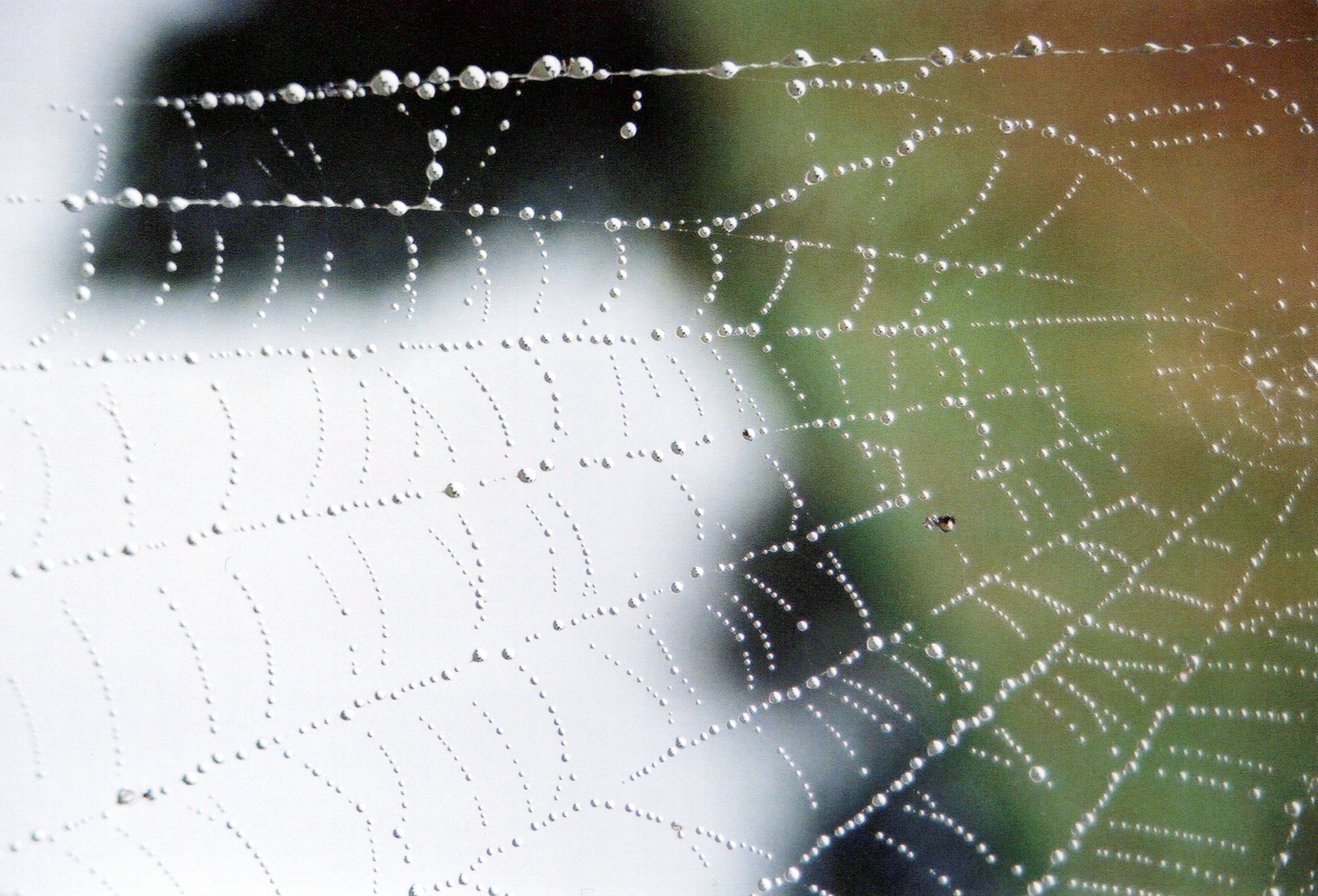 “Spider Webs"
