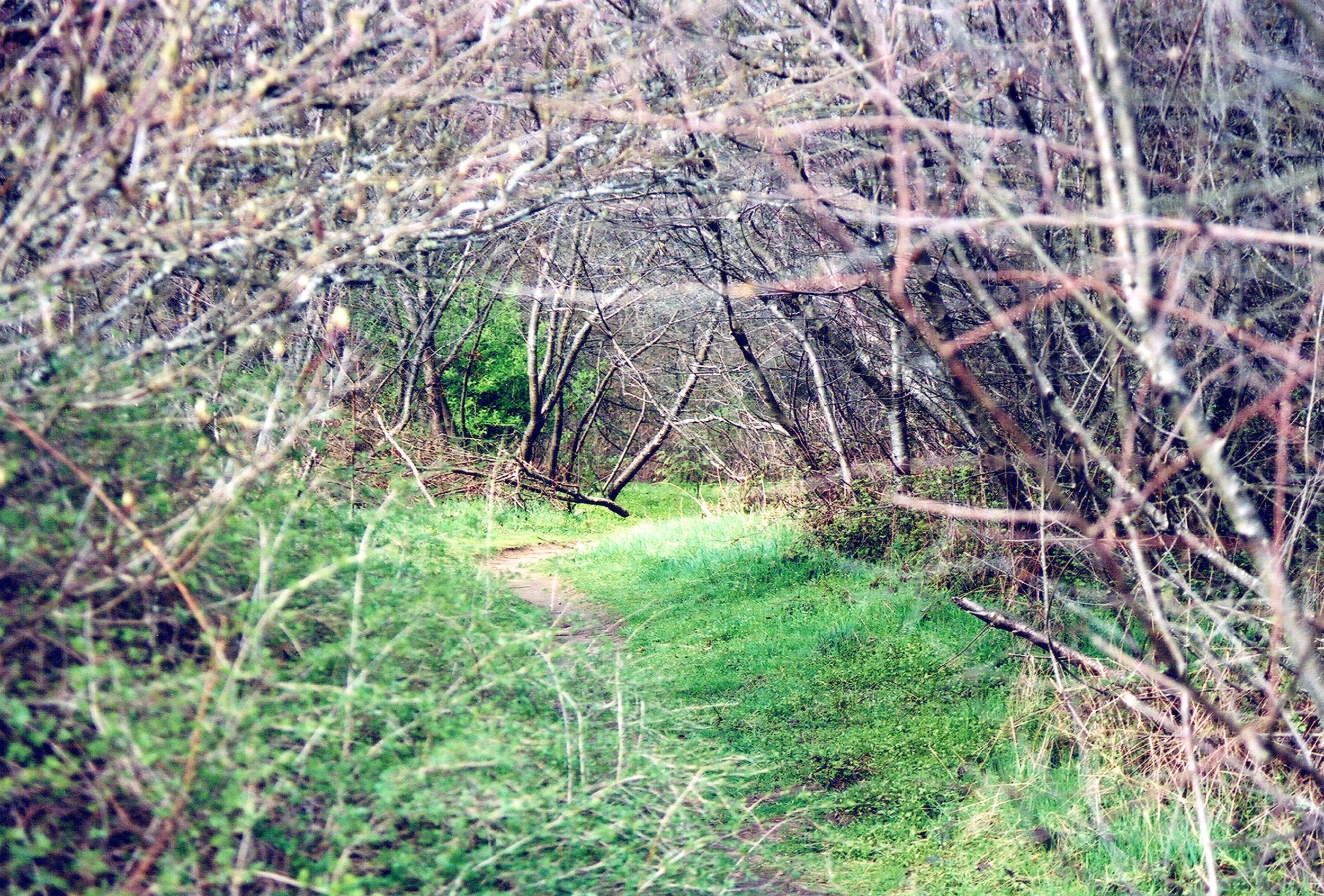 “Woods - Paths"