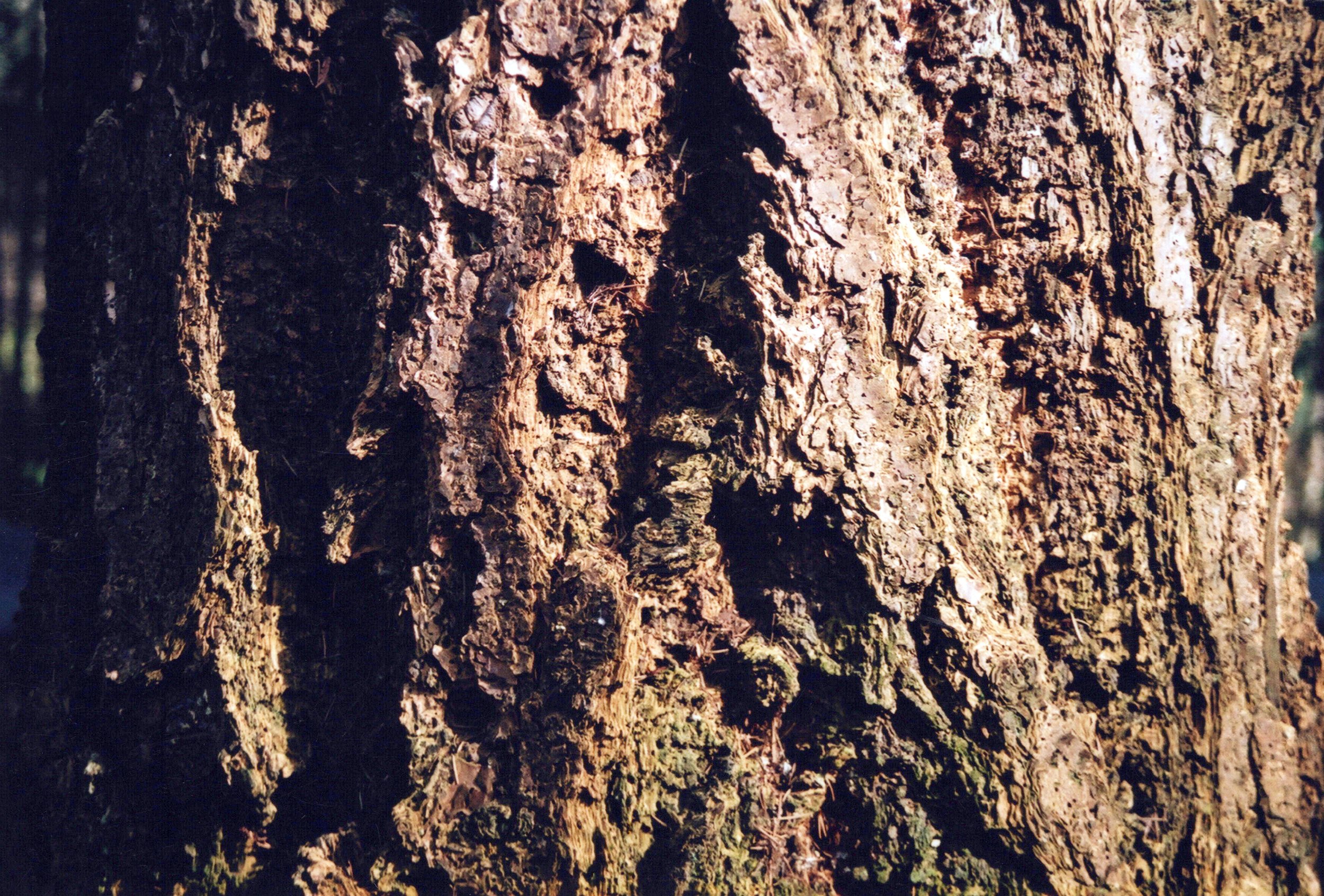 “Tree Trunks"