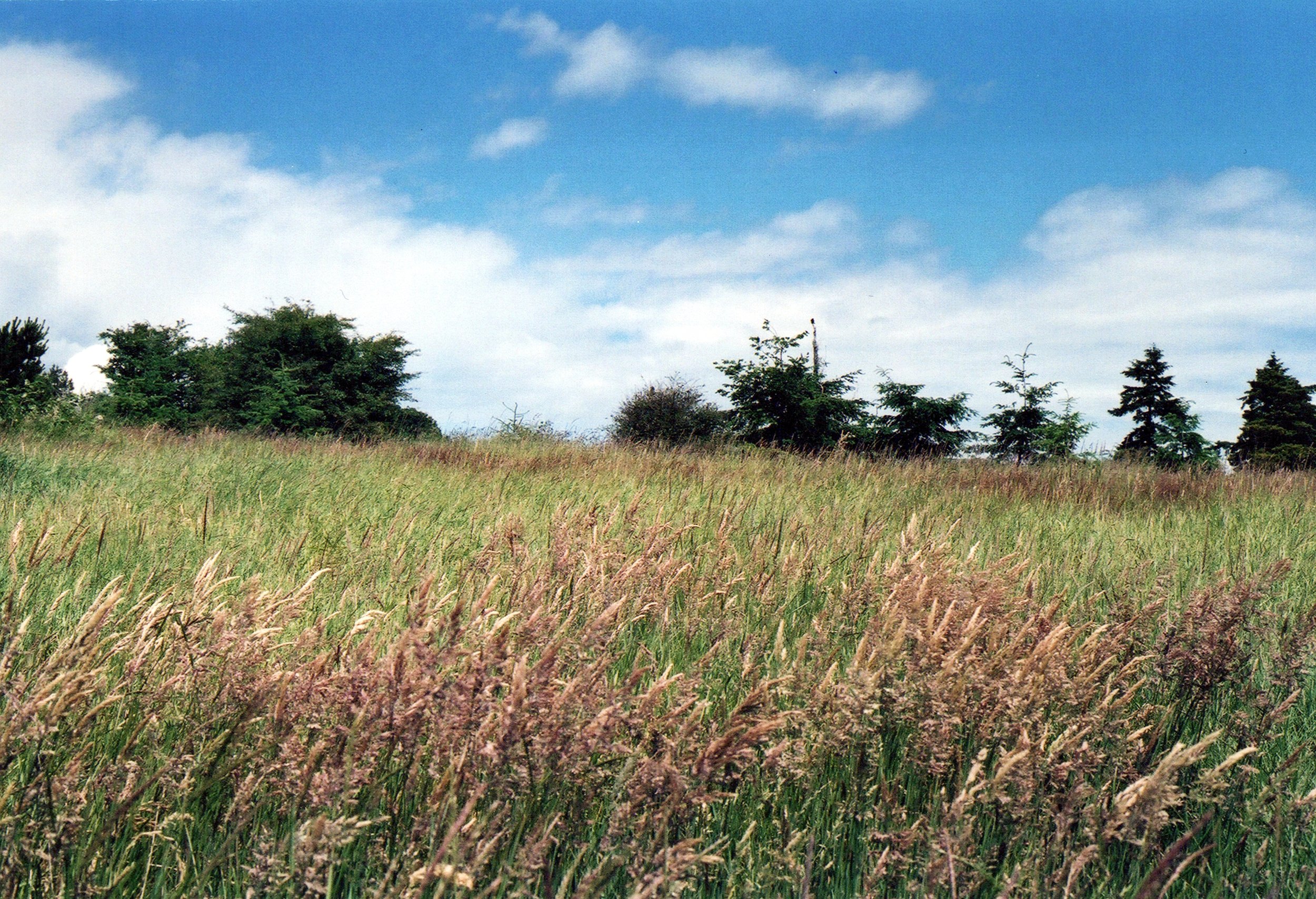 “Landscape - Medium"