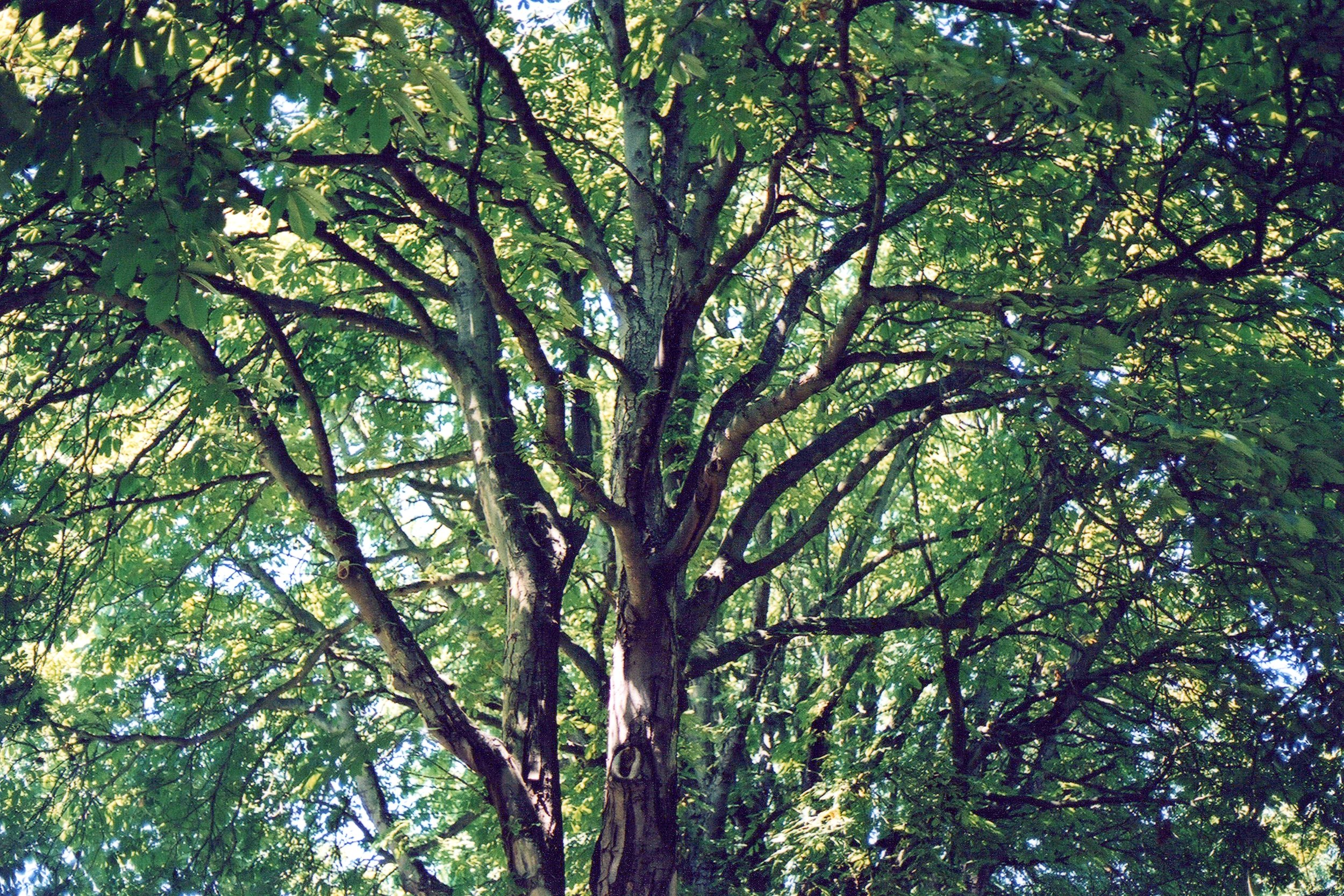 “Trees - Close - Accents on Branches"