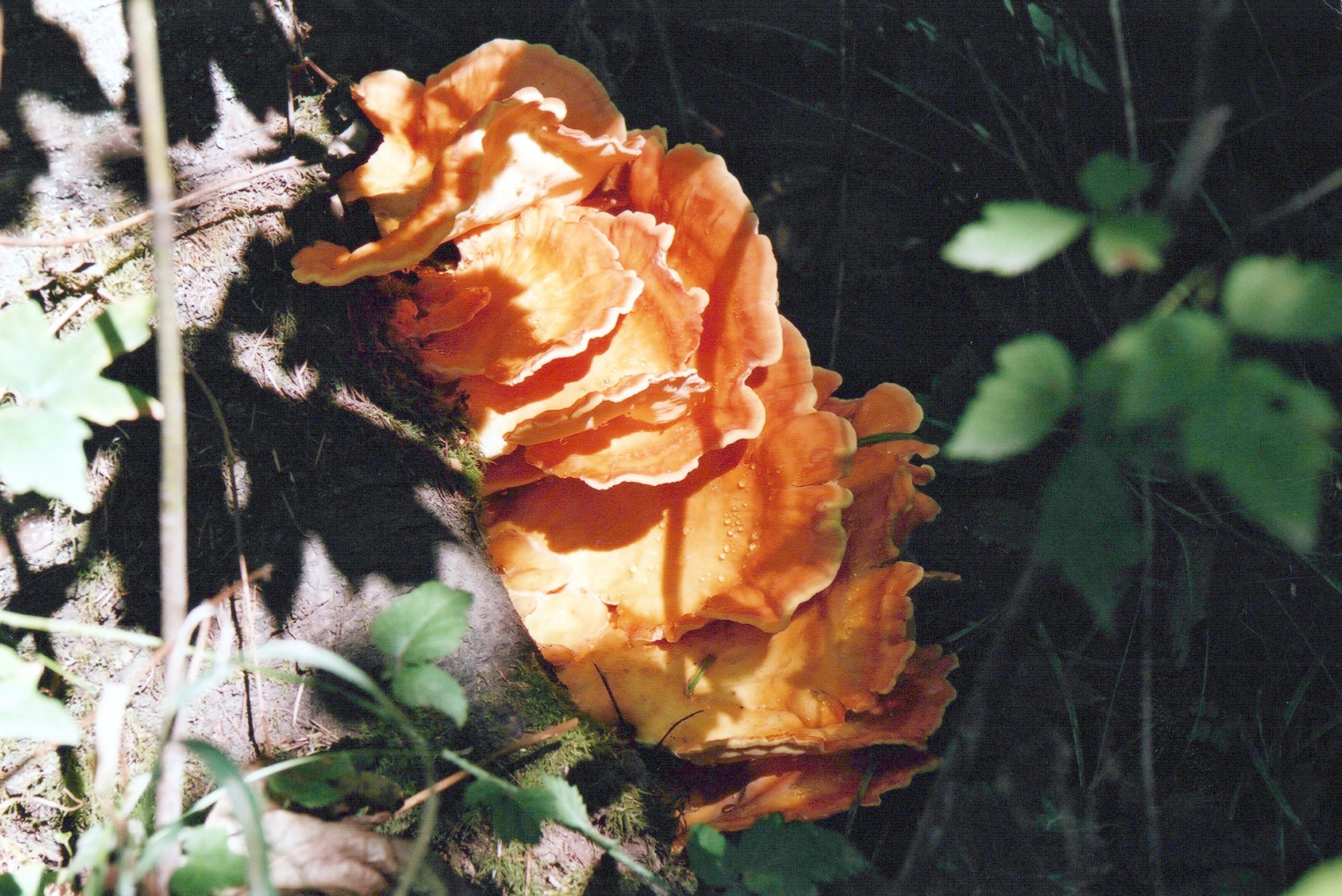 “Plants + Leaves up Close"