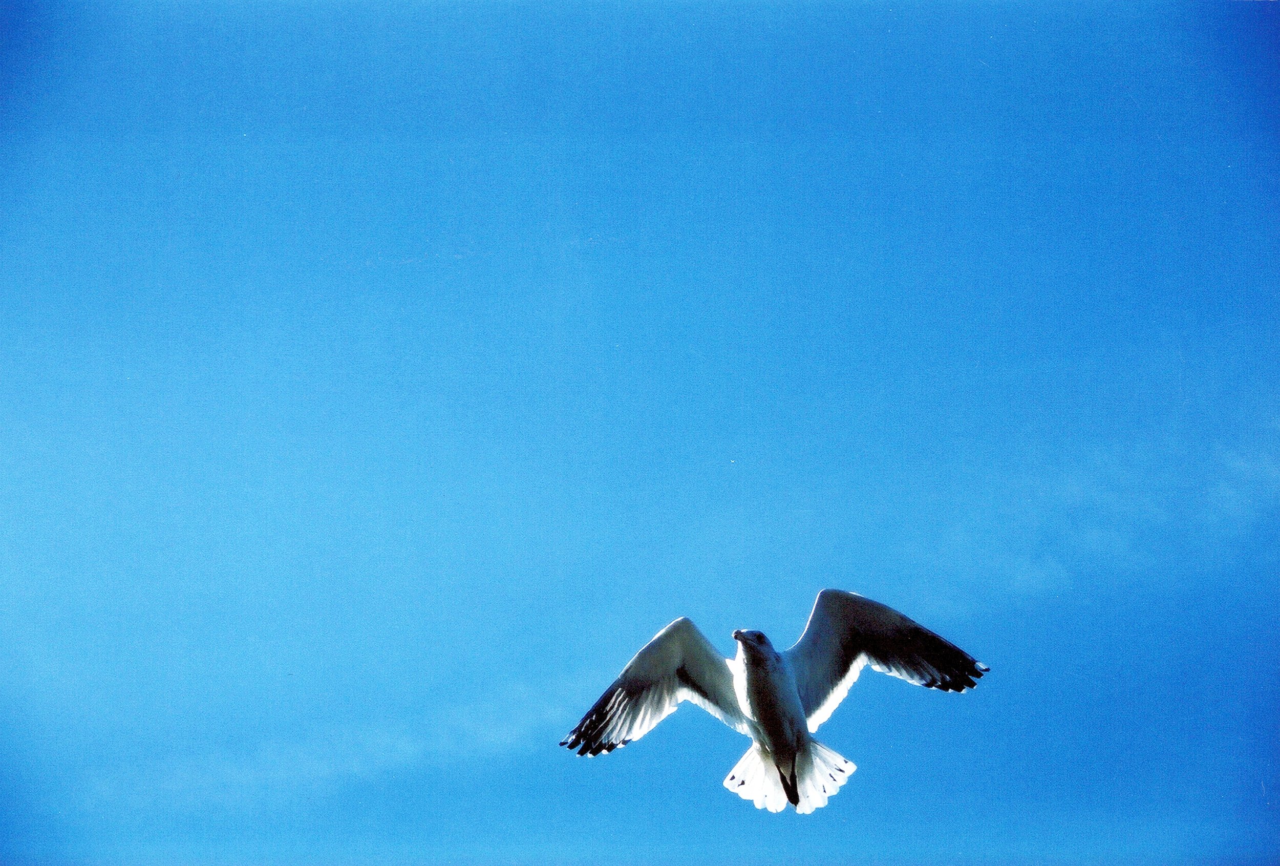 “Birds in Flight"