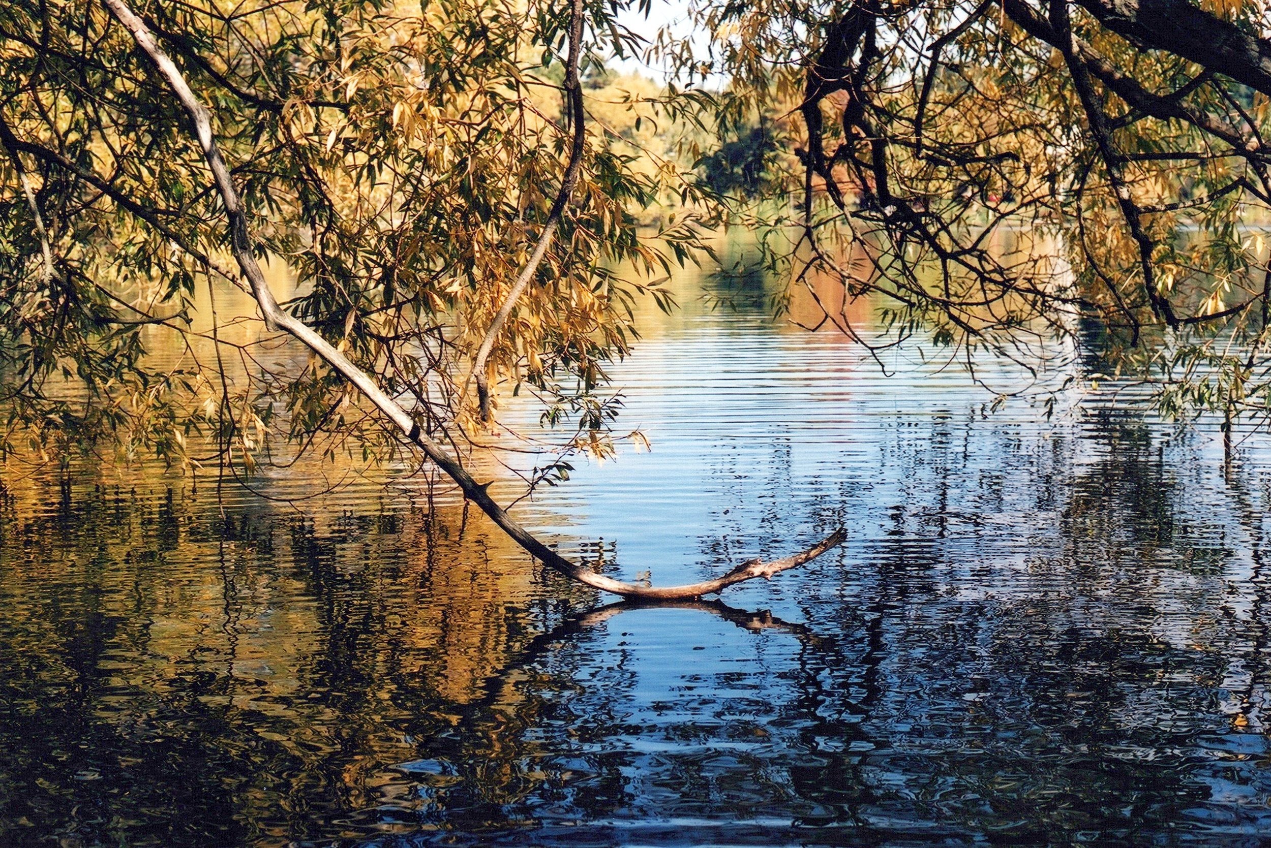 “Water Reflections"