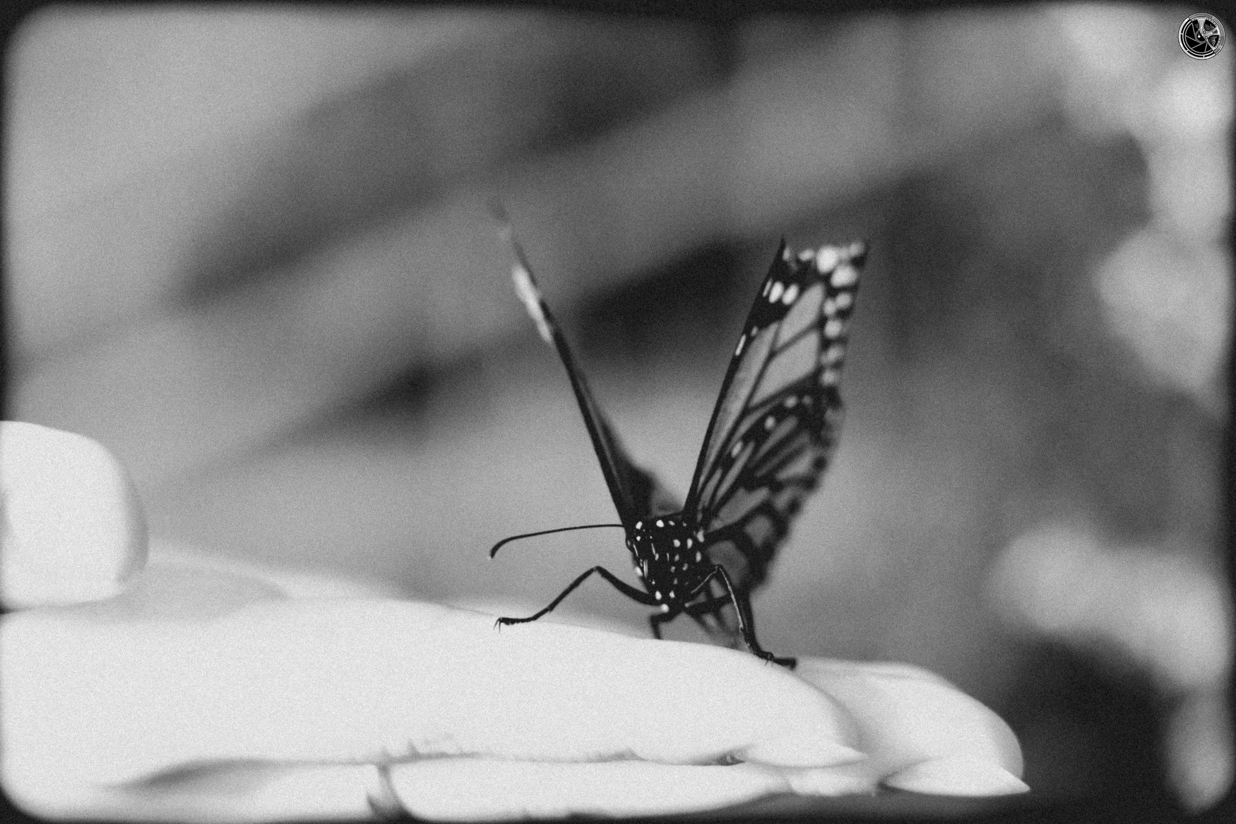 A black and white close-up of a butterfly perched on a flower petal.