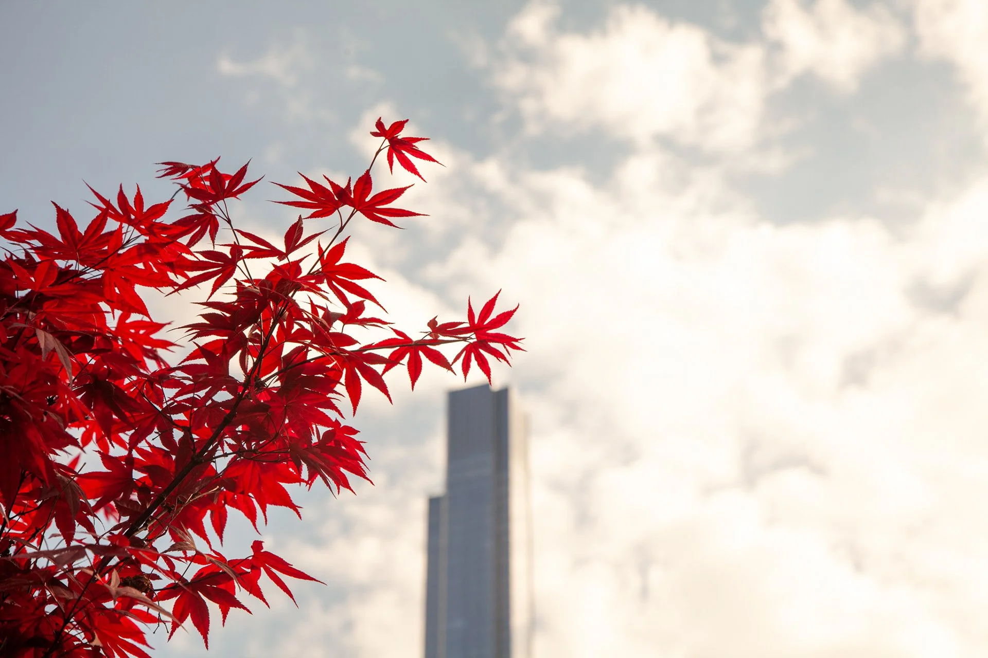 Red maple leaves with a tall building and cloudy sky in the background.