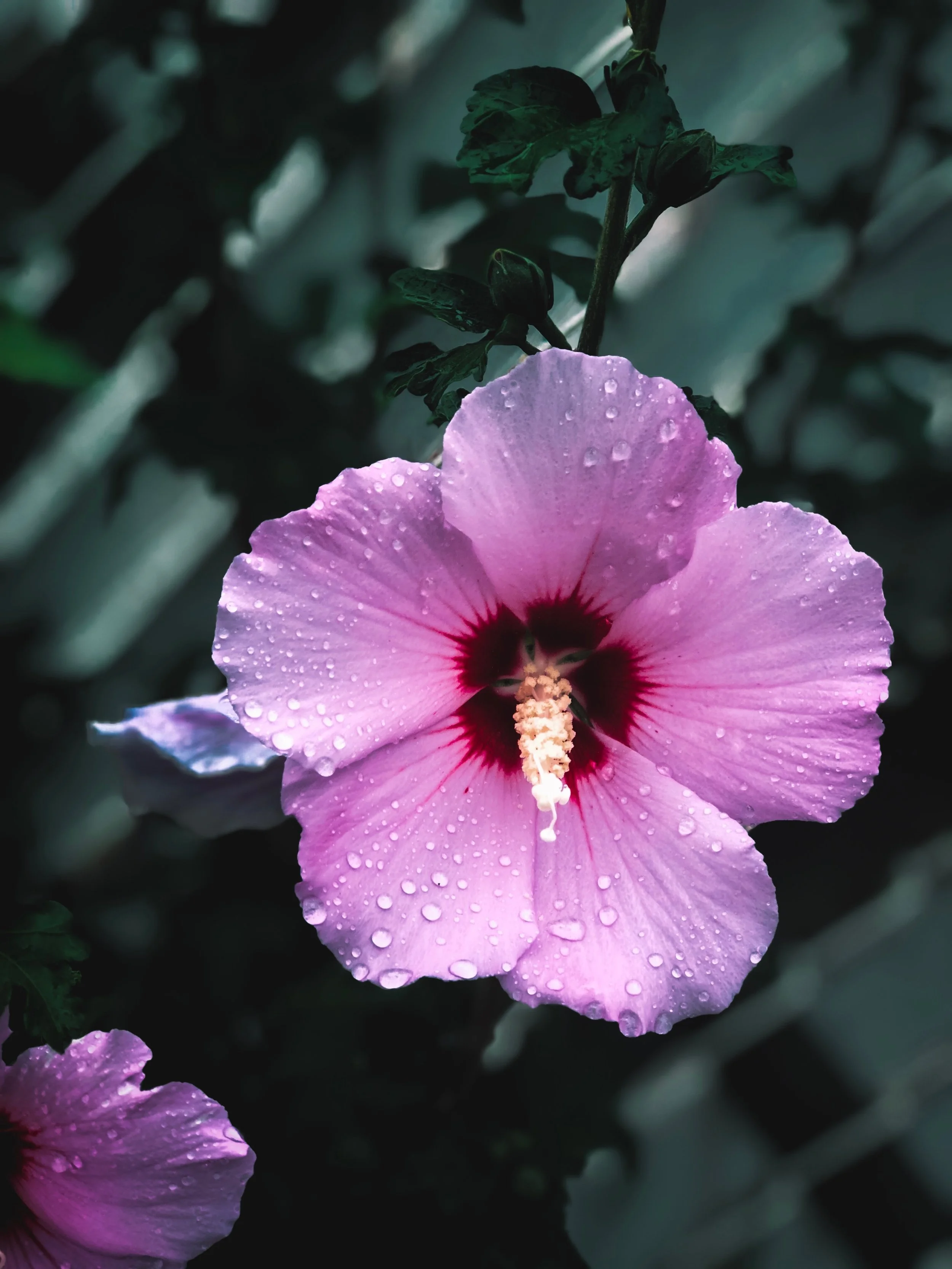 A close-up of a pink hibiscus flower with water droplets on its petals, set against dark green leaves and blurred background.