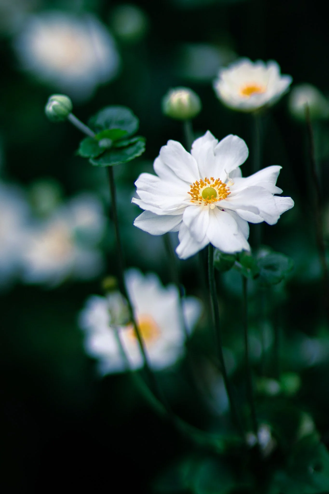 Close-up of white flowers with yellow centers and green stems, surrounded by blurred greenery.