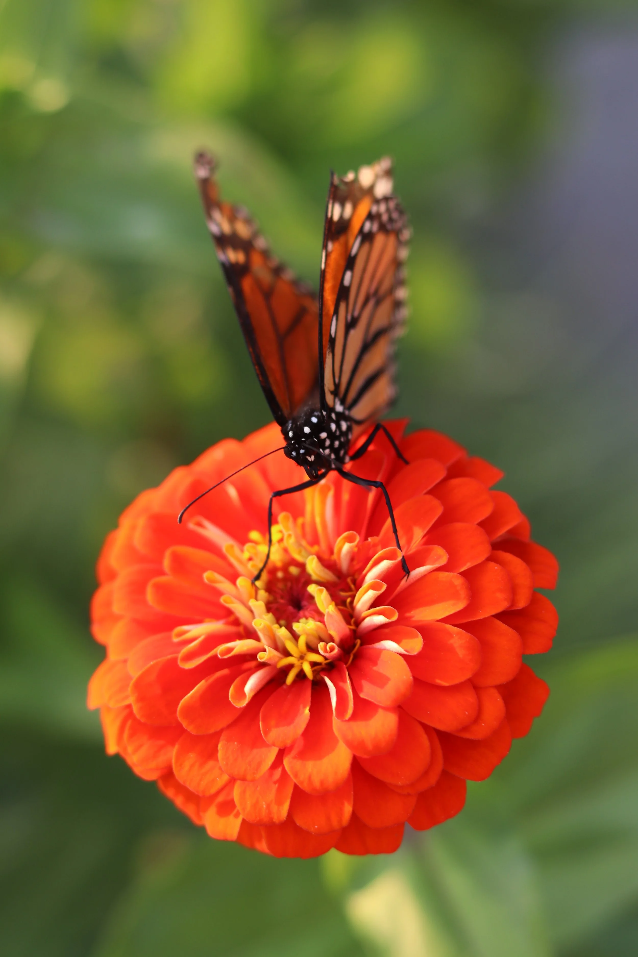 A monarch butterfly perched on an orange flower with a blurred green background.
