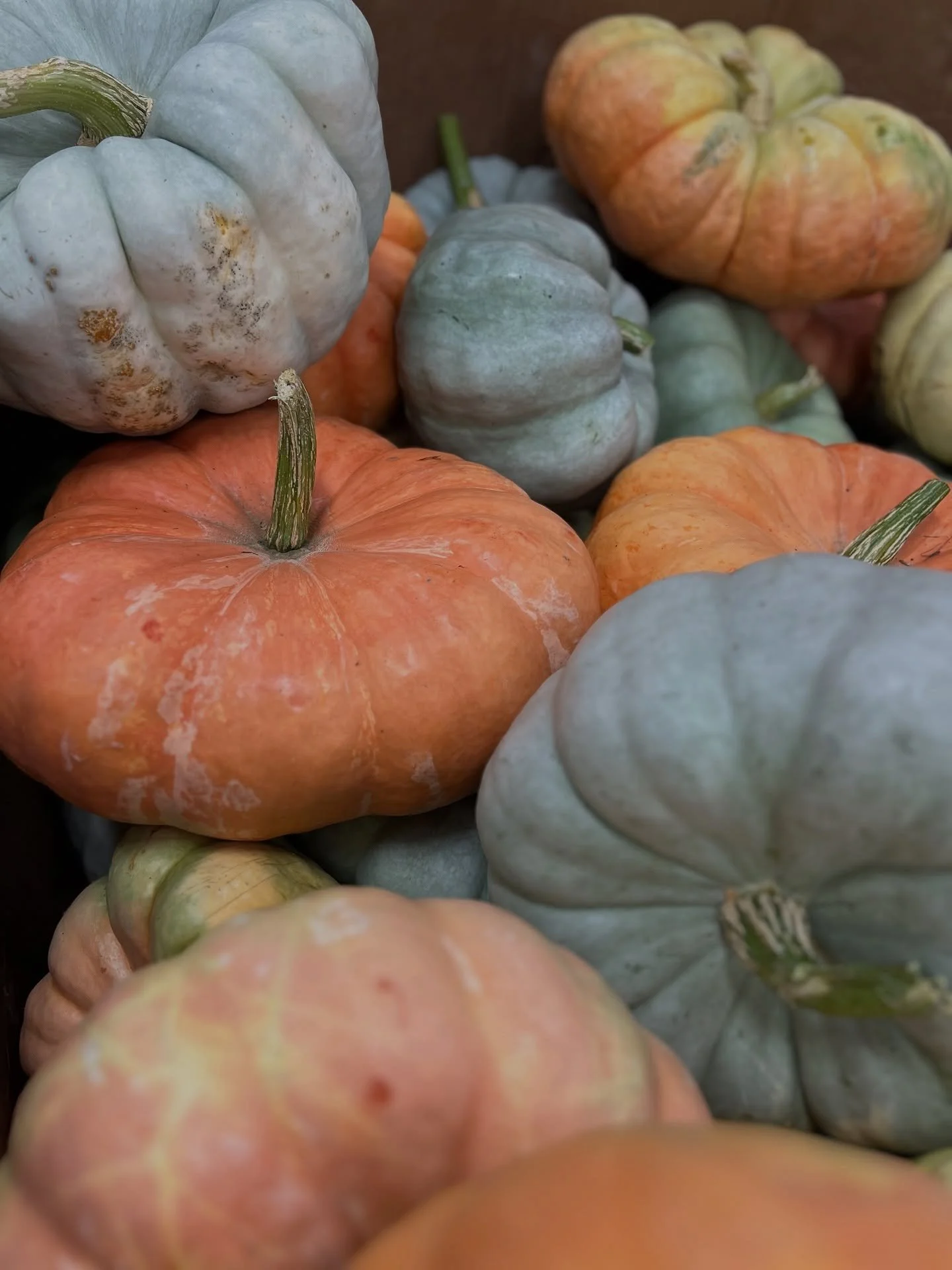 Getting in the fall spirit! ✨

We went on a shopping spree for some of the best pumpkins and autumn decor to get ready for our clients. We can&rsquo;t wait to show you what we have in store! 

Send us a DM or use the link in our bio to connect with u