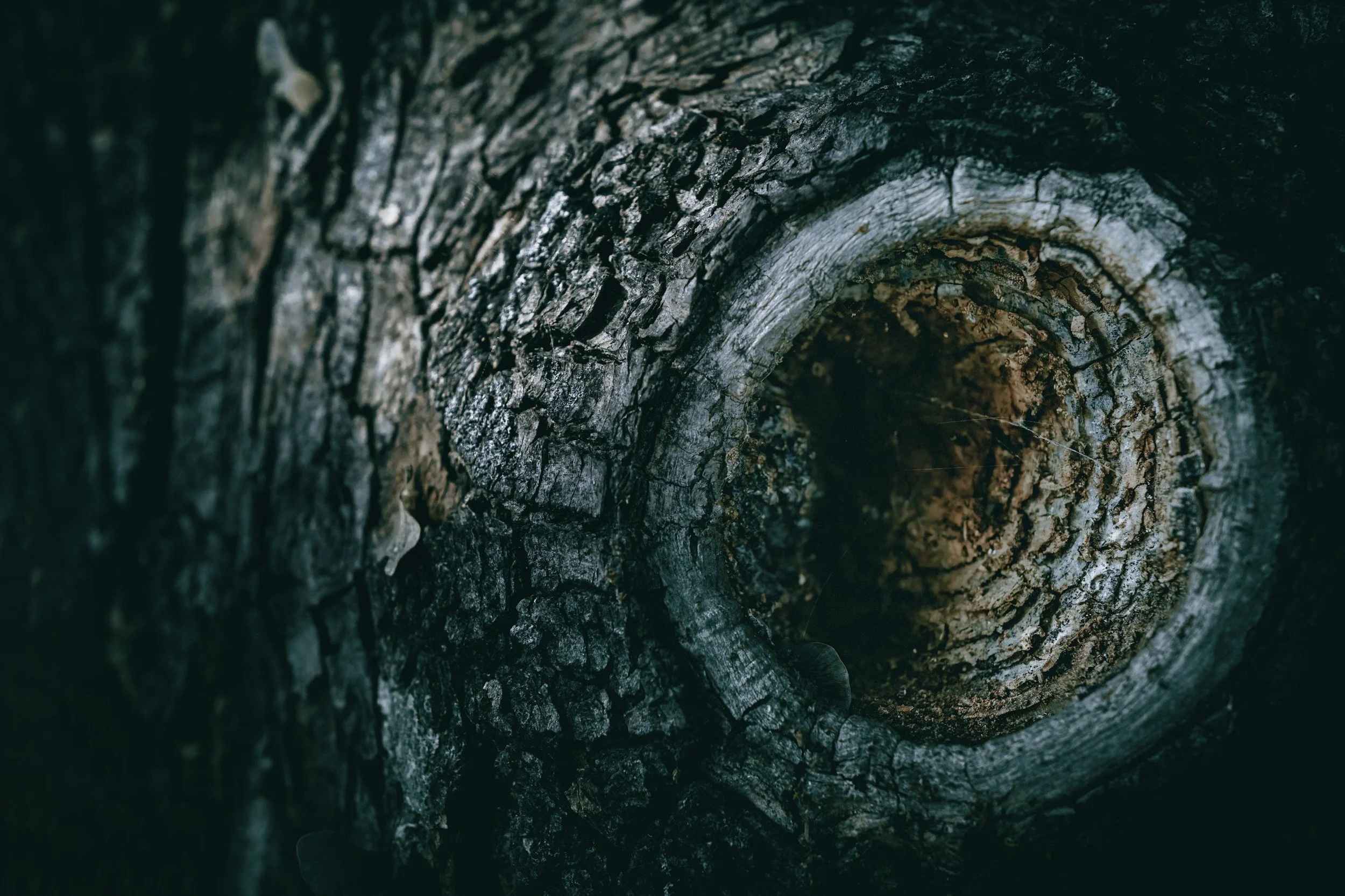 On Foxx &amp; Luna and why there are suddenly crystals here