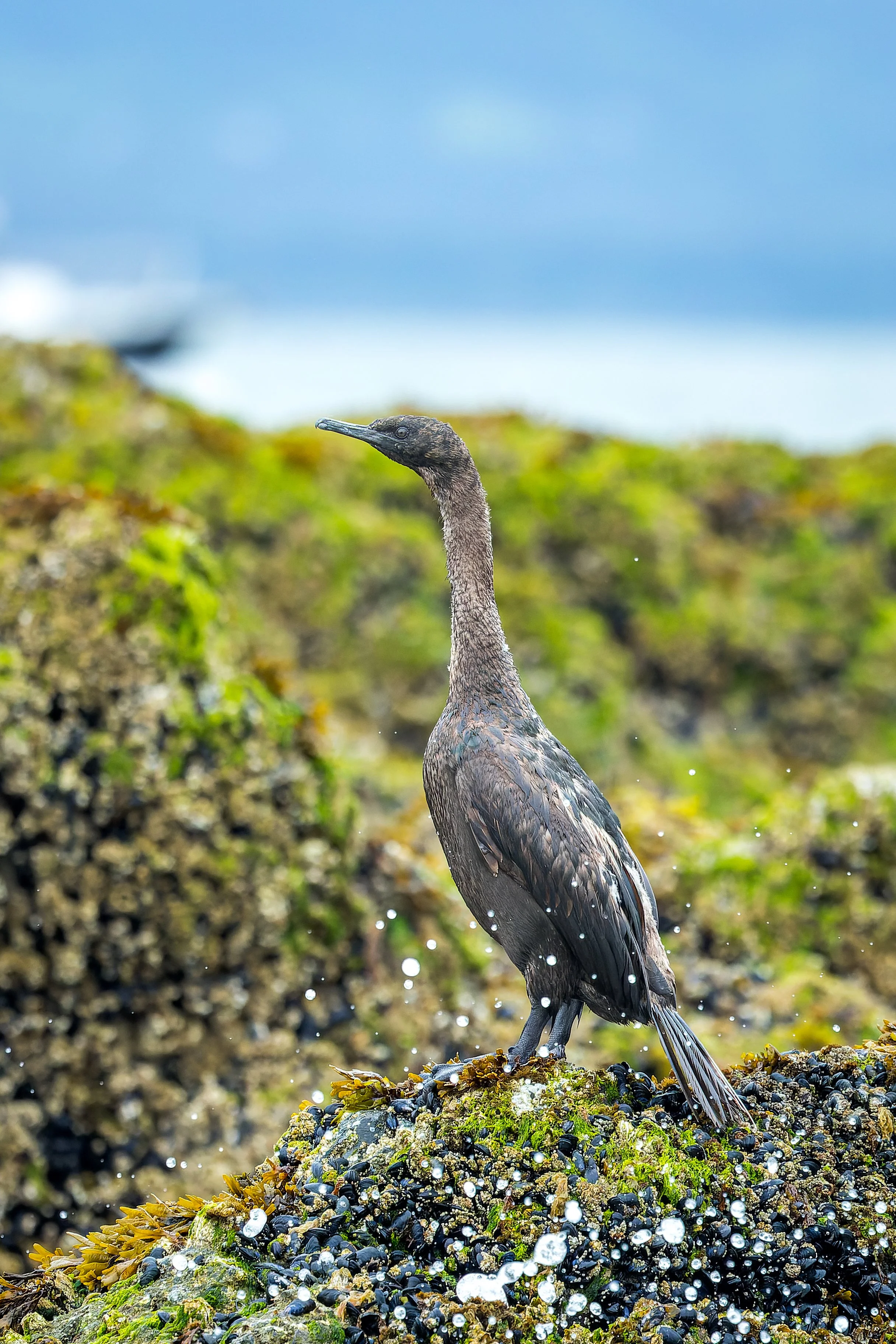 20240713- Katchemak Bay Wildlife Tour-4286-CR3_DxO_DeepPRIME.jpg