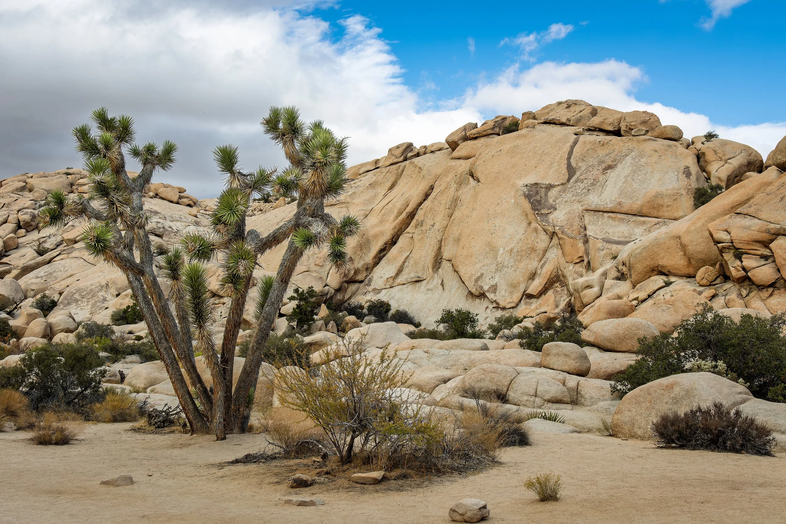 20211025- JTNP Barker Dam Trail-1088-CR3_DxO_DeepPRIME.jpg