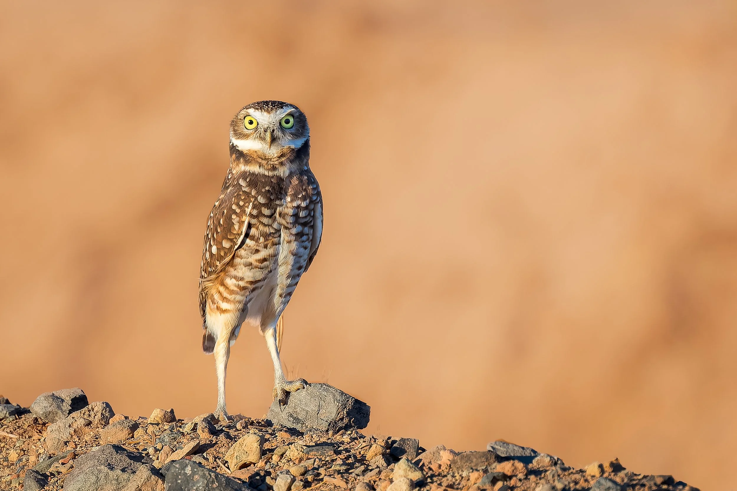 20211024- Salton Sea Kilan Road-7168-CR3_DxO_DeepPRIME.jpg