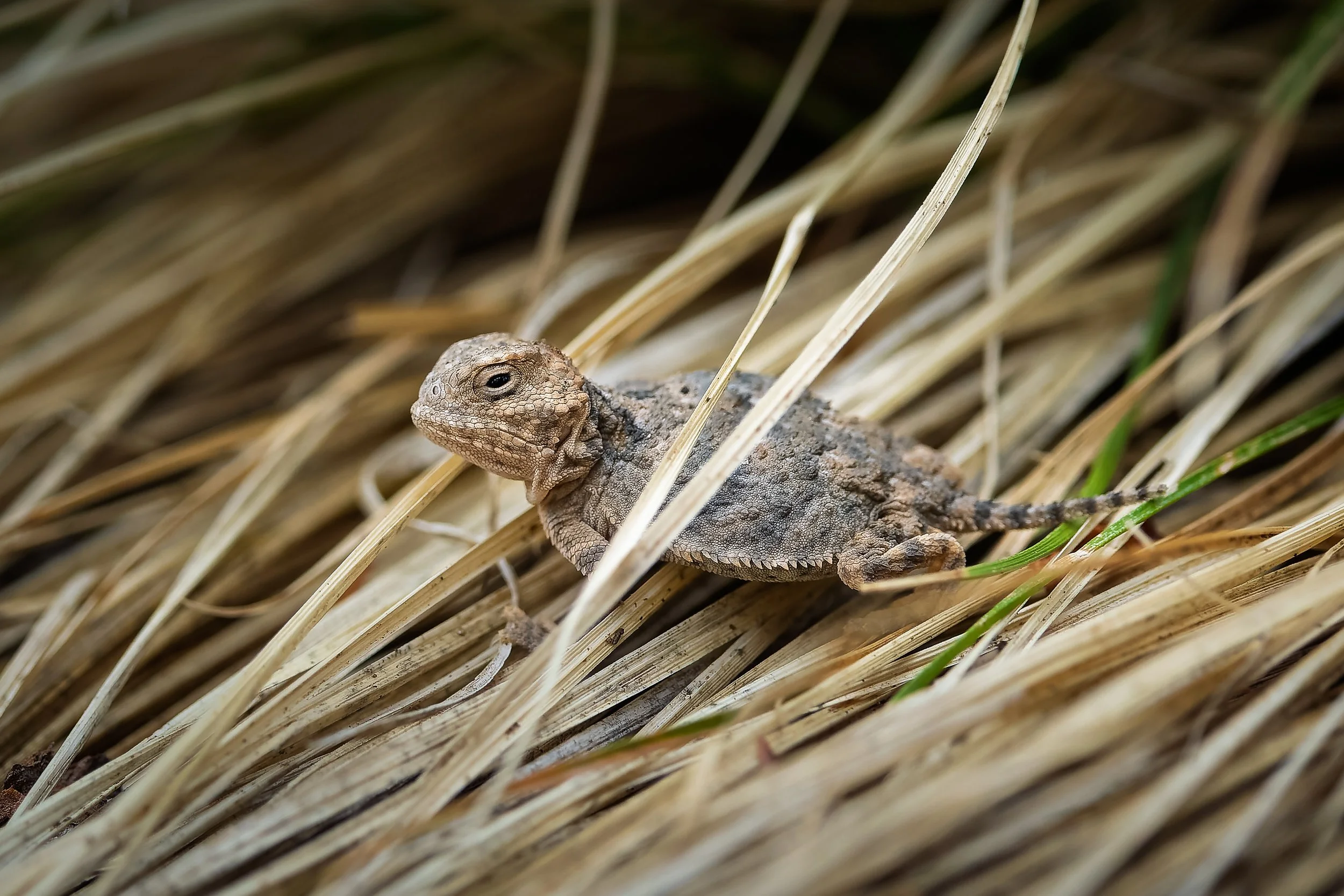 20250810- Mount Lemmon-1060-CR3_DxO_DeepPRIME.jpg