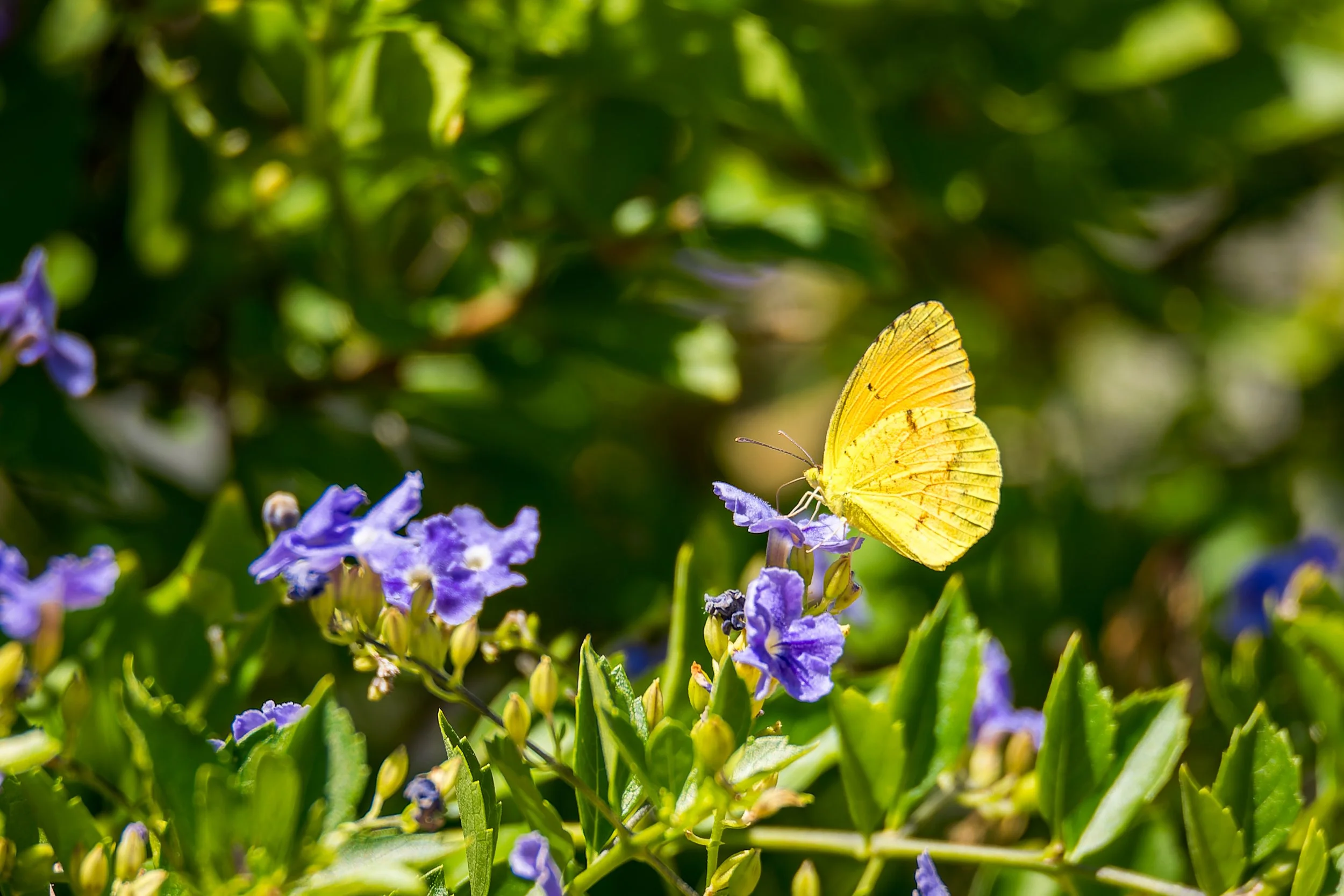 20210824- Squirrel and Butterfly-4699-CR3_DxO_DeepPRIME.jpg