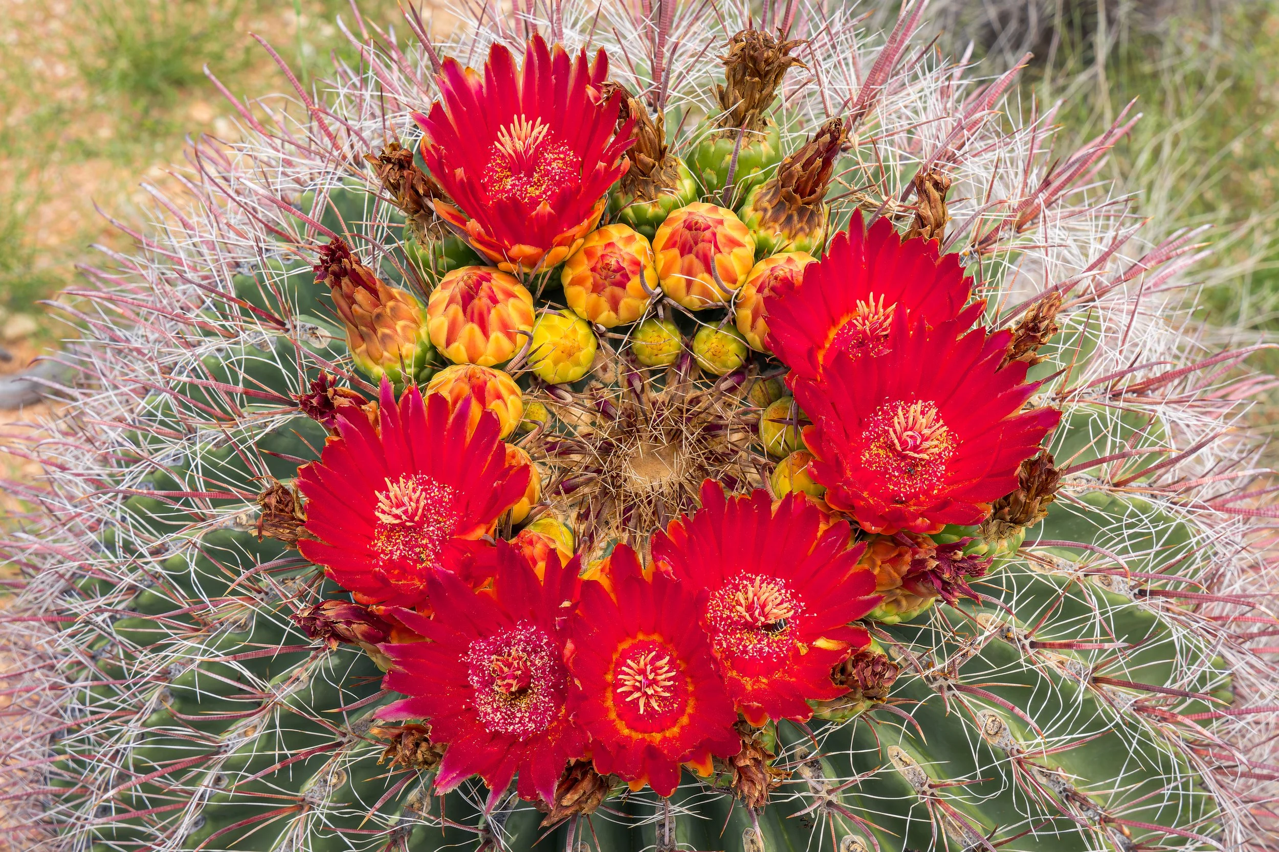 20210819- Saguaro National Park East-4627-CR3_DxO_DeepPRIME.jpg