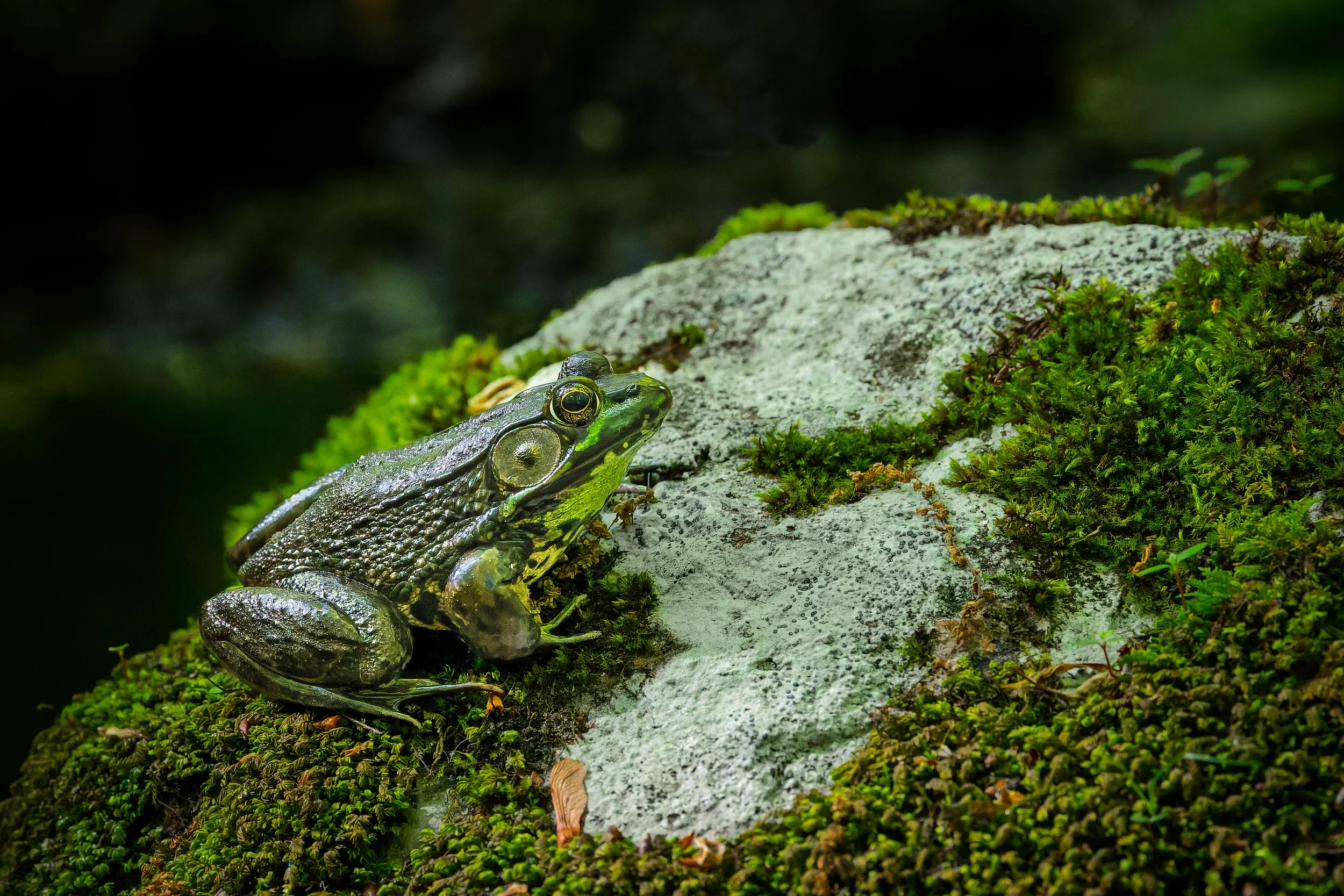 20220525- Ward Pound Ridge Preserve-1607-CR3_DxO_DeepPRIME.jpg