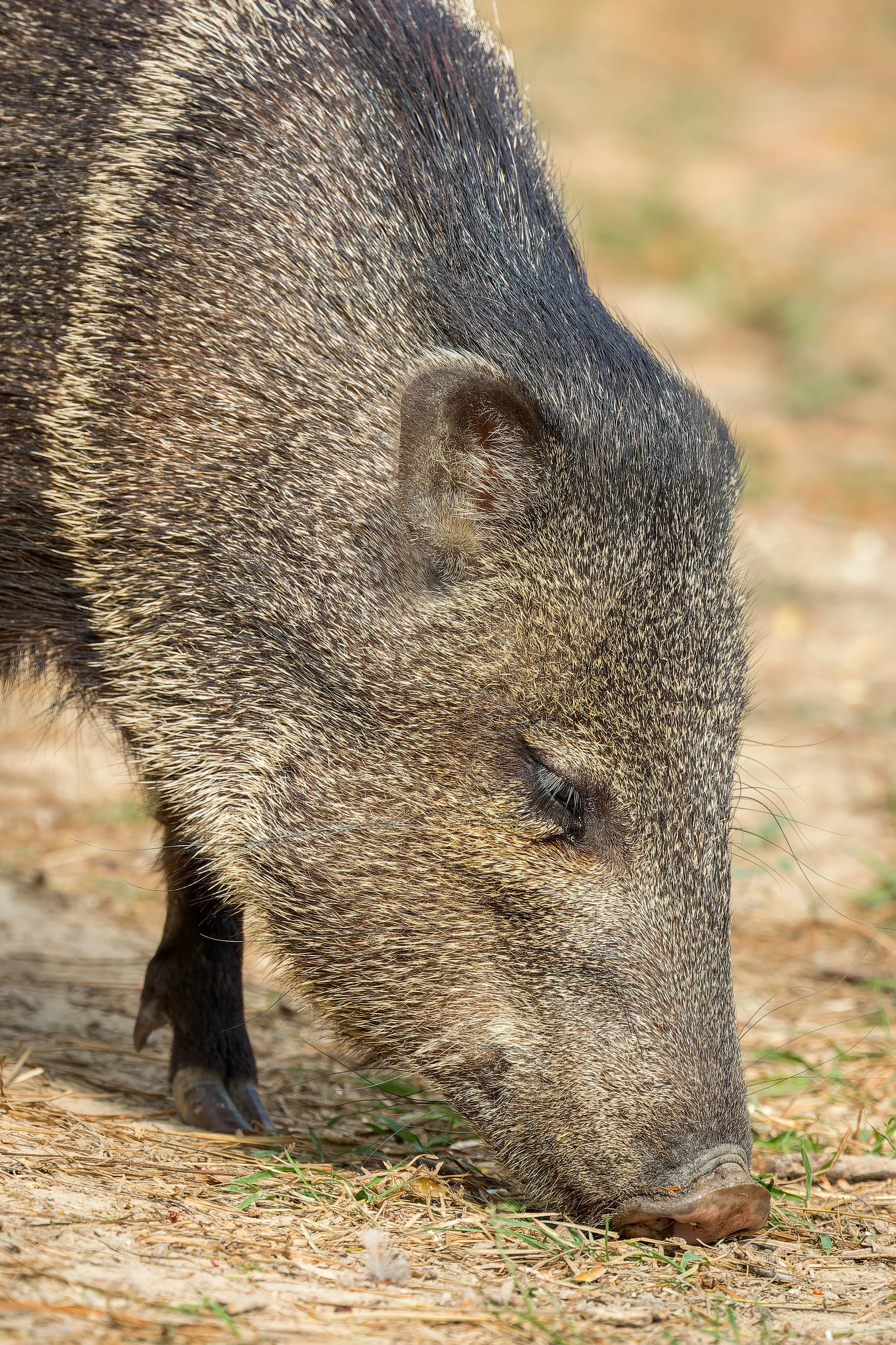 20250102- Santa Margarita Ranch-9064-CR3_DxO_DeepPRIME.jpg