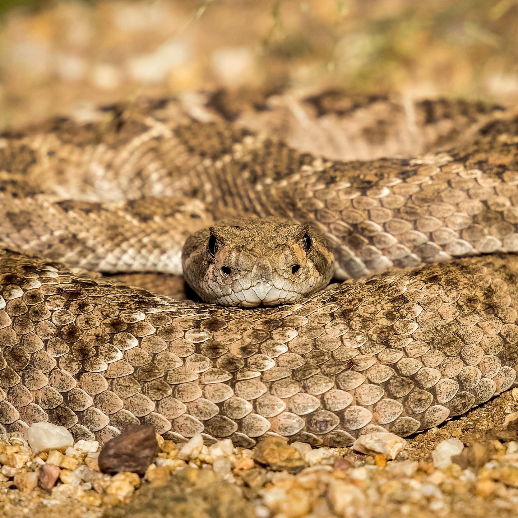 Reptiles & Amphibians