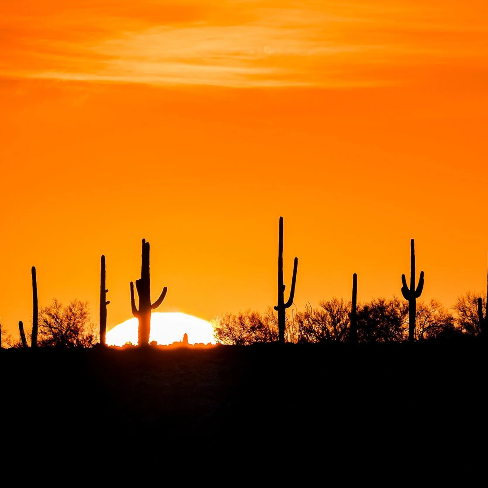 Landscapes & Architecture