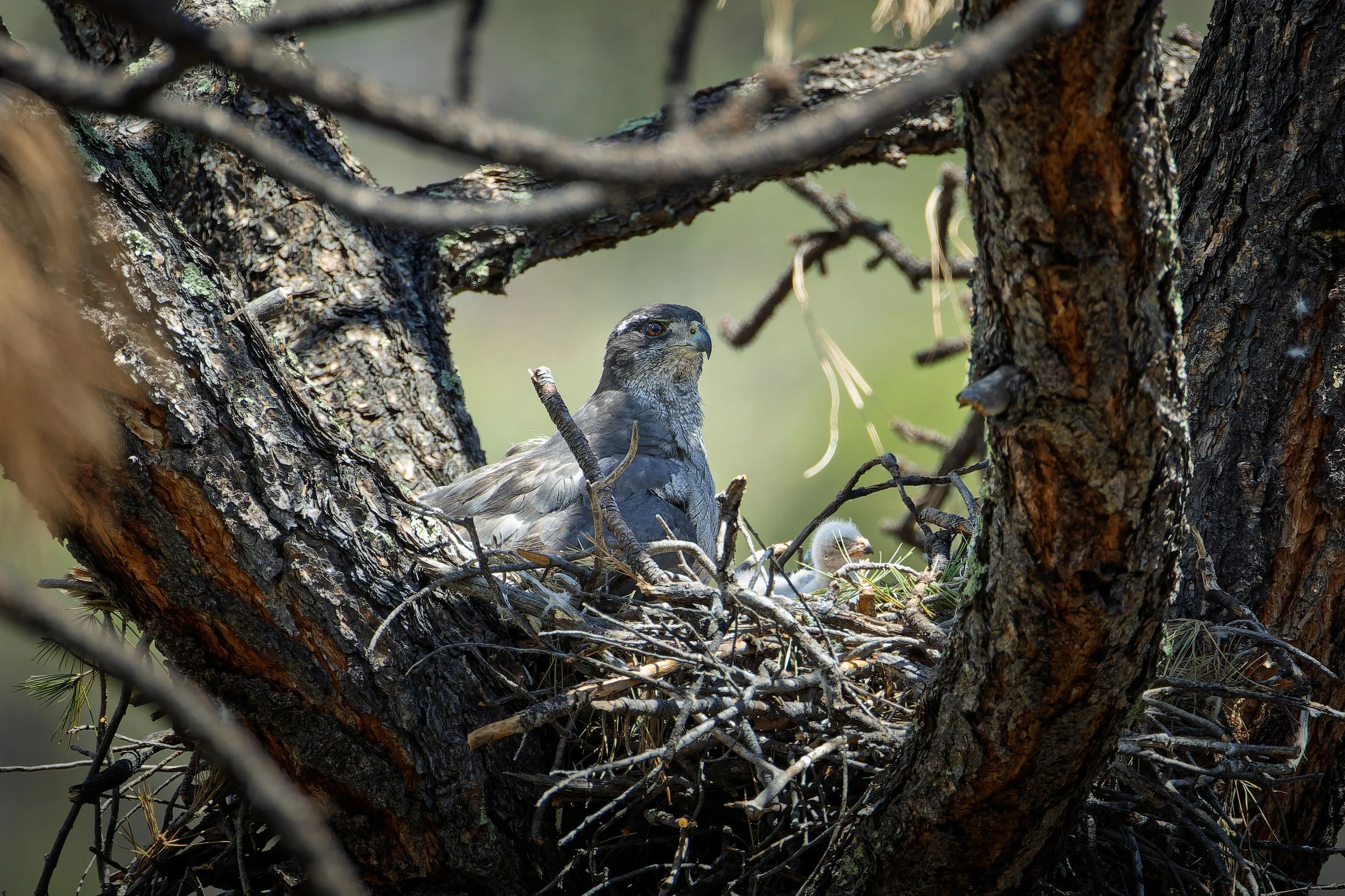 20260608- Sunnyside Canyon-6556-CR3_DxO_DeepPRIMEXD.jpg