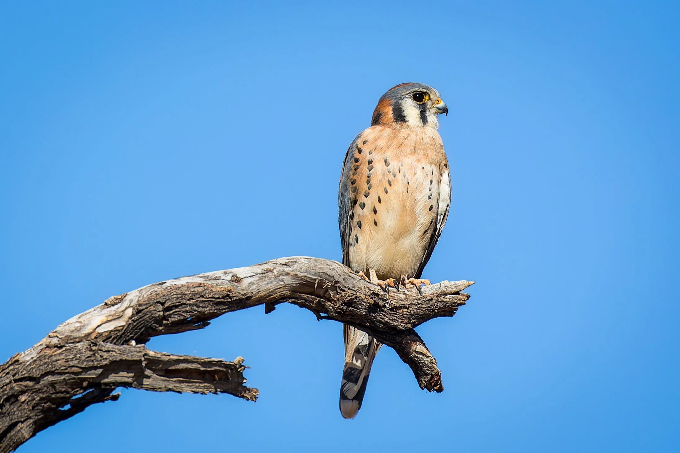 20211130- Christopher Columbus Park-0442-CR3_DxO_DeepPRIME.jpg