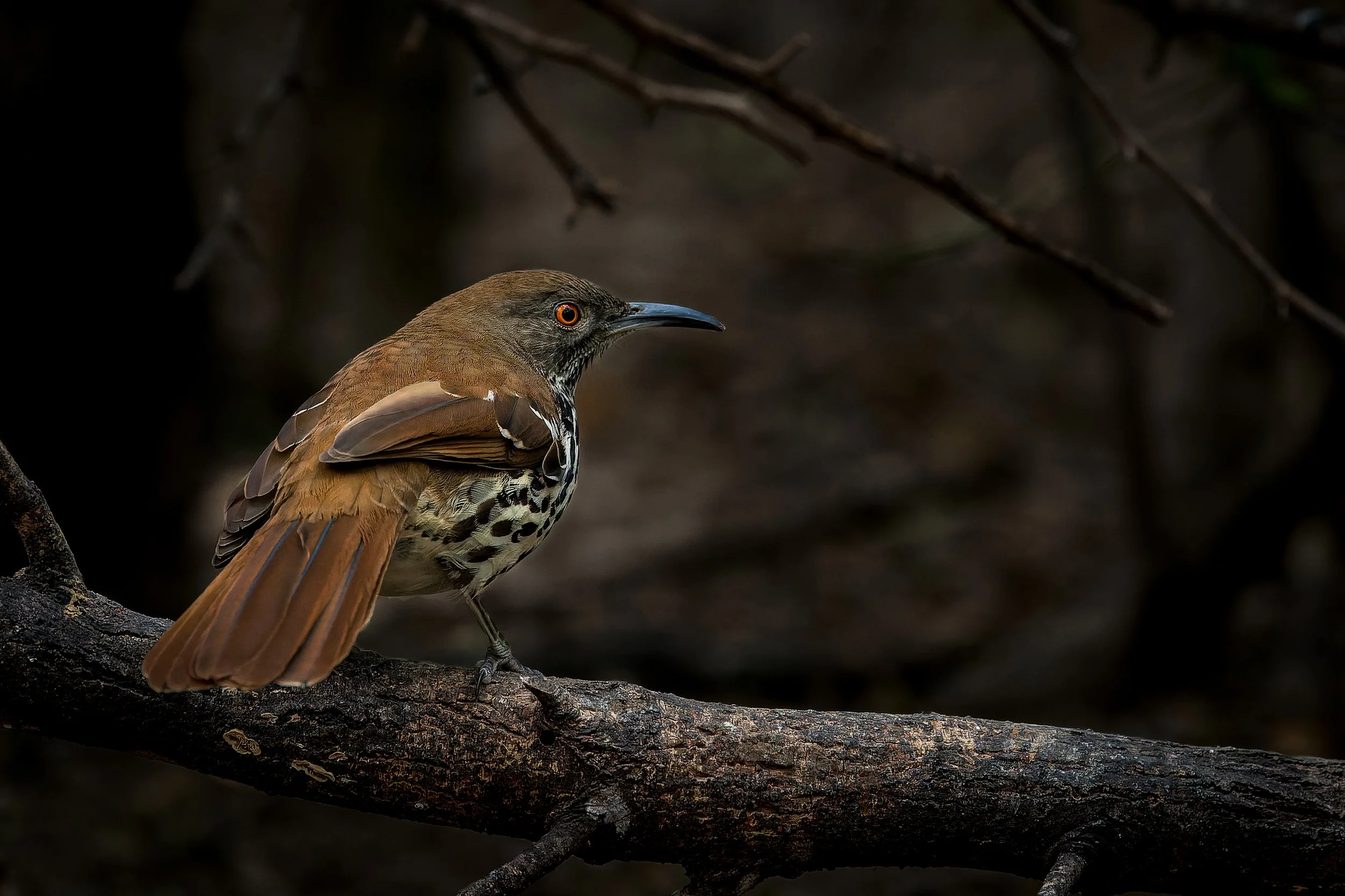 20250102- Santa Margarita Ranch-8218-CR3_DxO_DeepPRIME.jpg