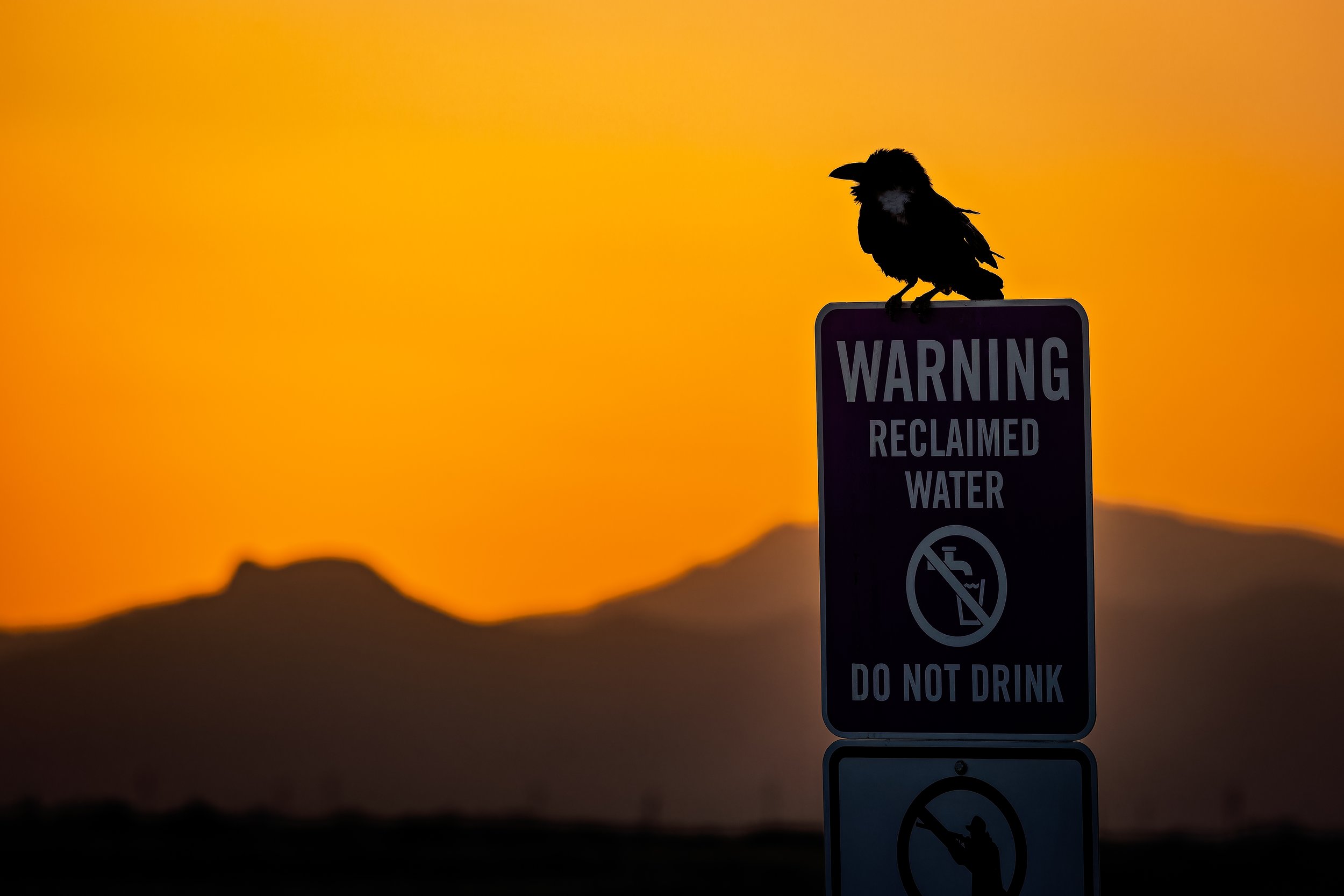20250510- Lake Cochise-1815-CR3_DxO_DeepPRIMEXD.jpg