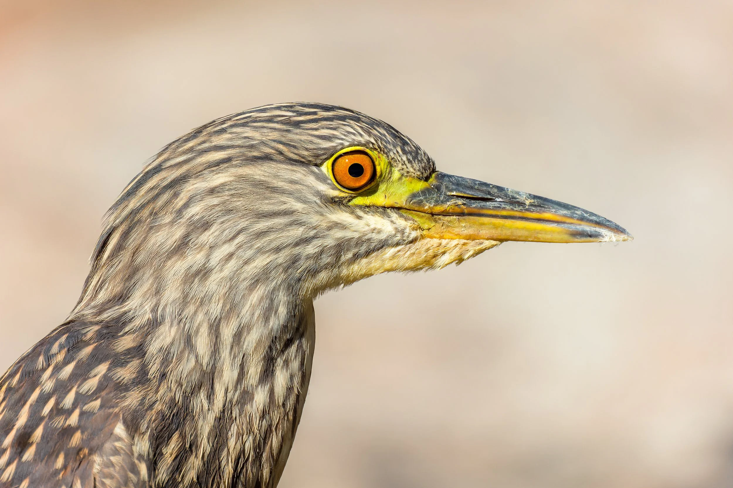 20211213- Reid Park-3590-CR3_DxO_DeepPRIME.jpg