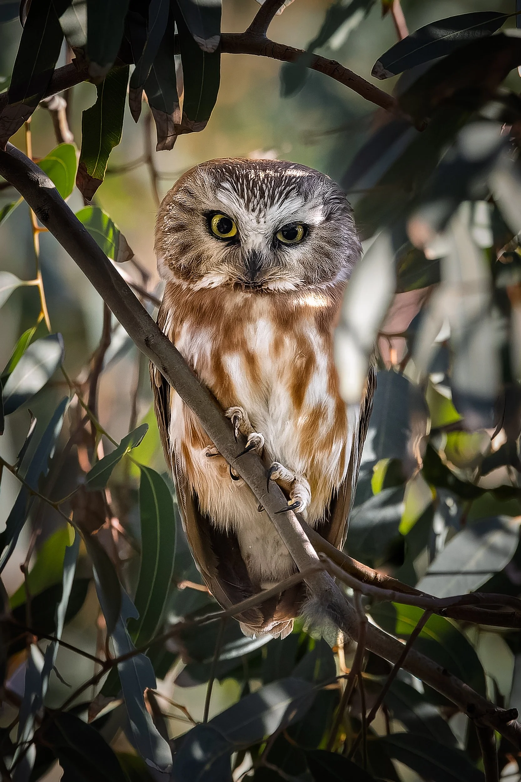 20251212- Agua Caliente Park-1129-CR3_DxO_DeepPRIME.jpg