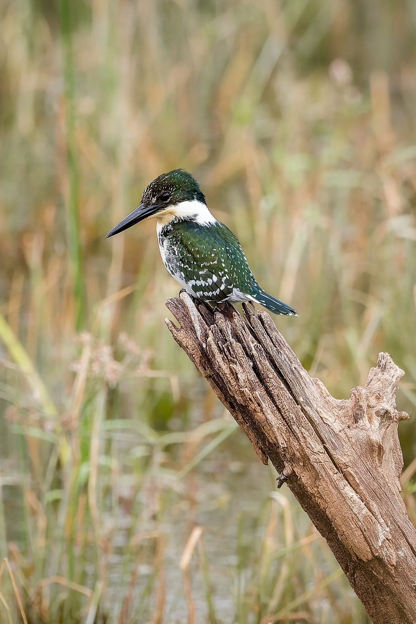 20250103- Santa Ana NWR-9929-CR3_DxO_DeepPRIME.jpg