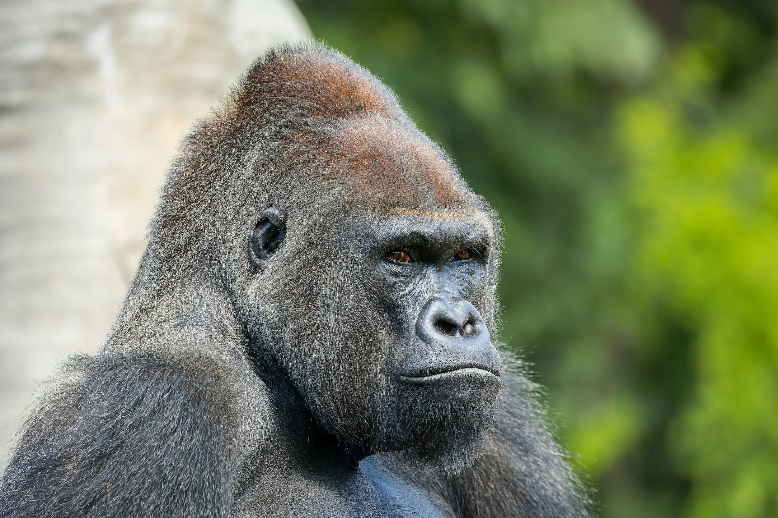 20220913- Detroit Zoo-4999-CR3_DxO_DeepPRIME.jpg