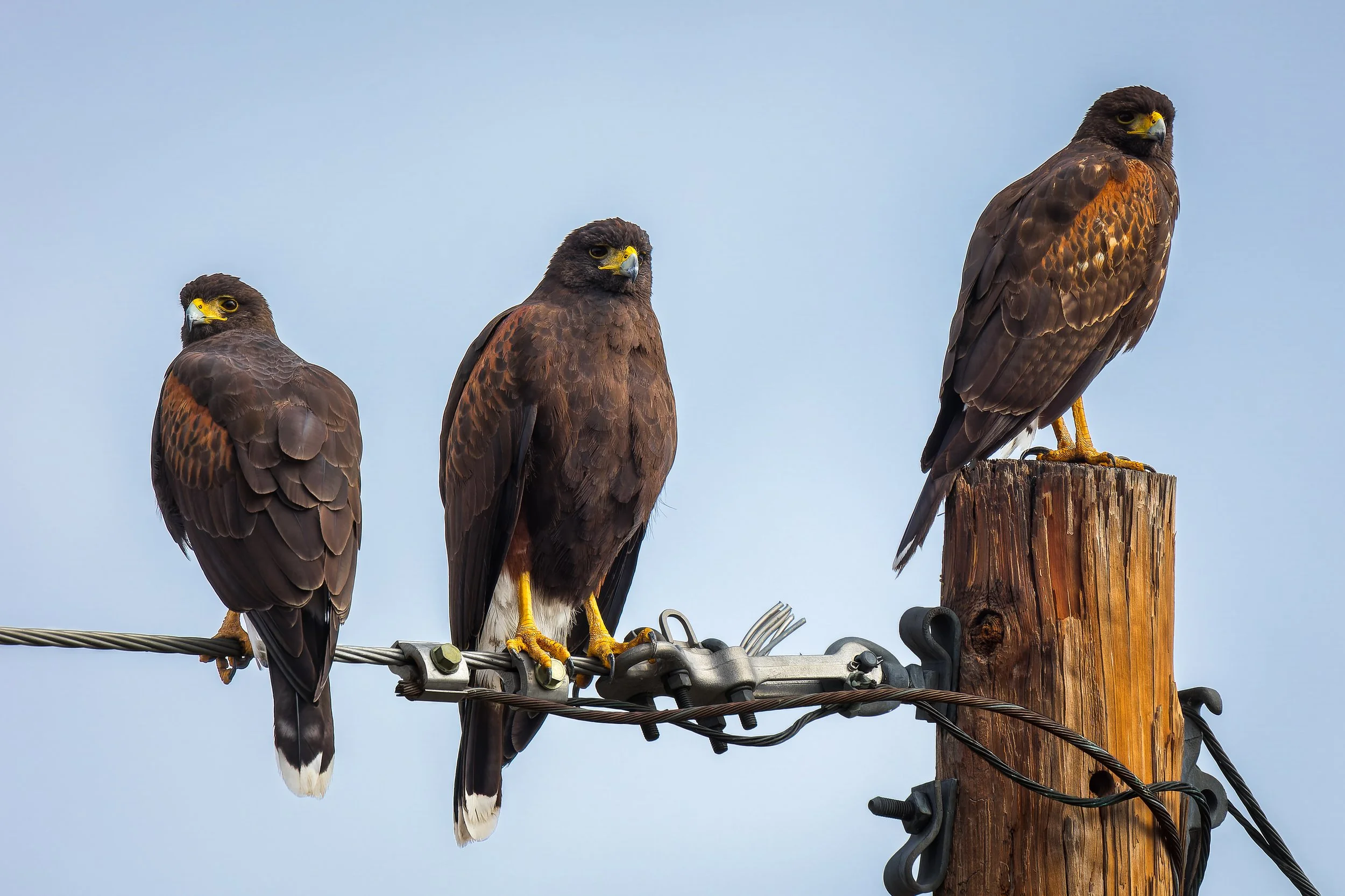 20211229- Harris' Hawks-4042-CR3_DxO_DeepPRIME.jpg