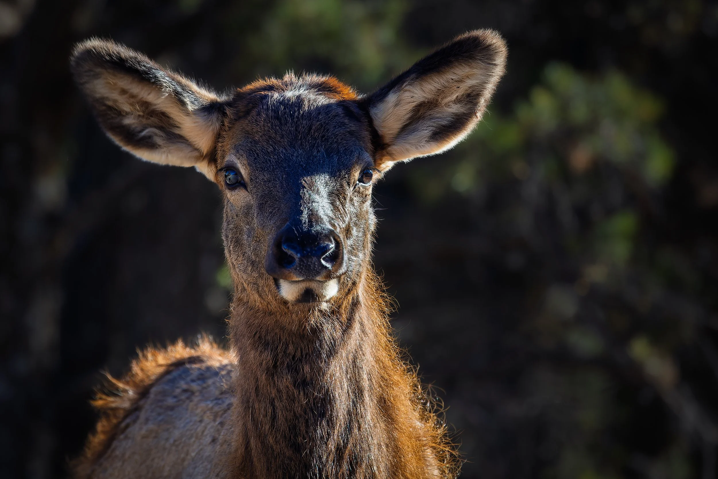 20251017- GCNP Hermit's Rest-8345-CR3_DxO_DeepPRIME.jpg