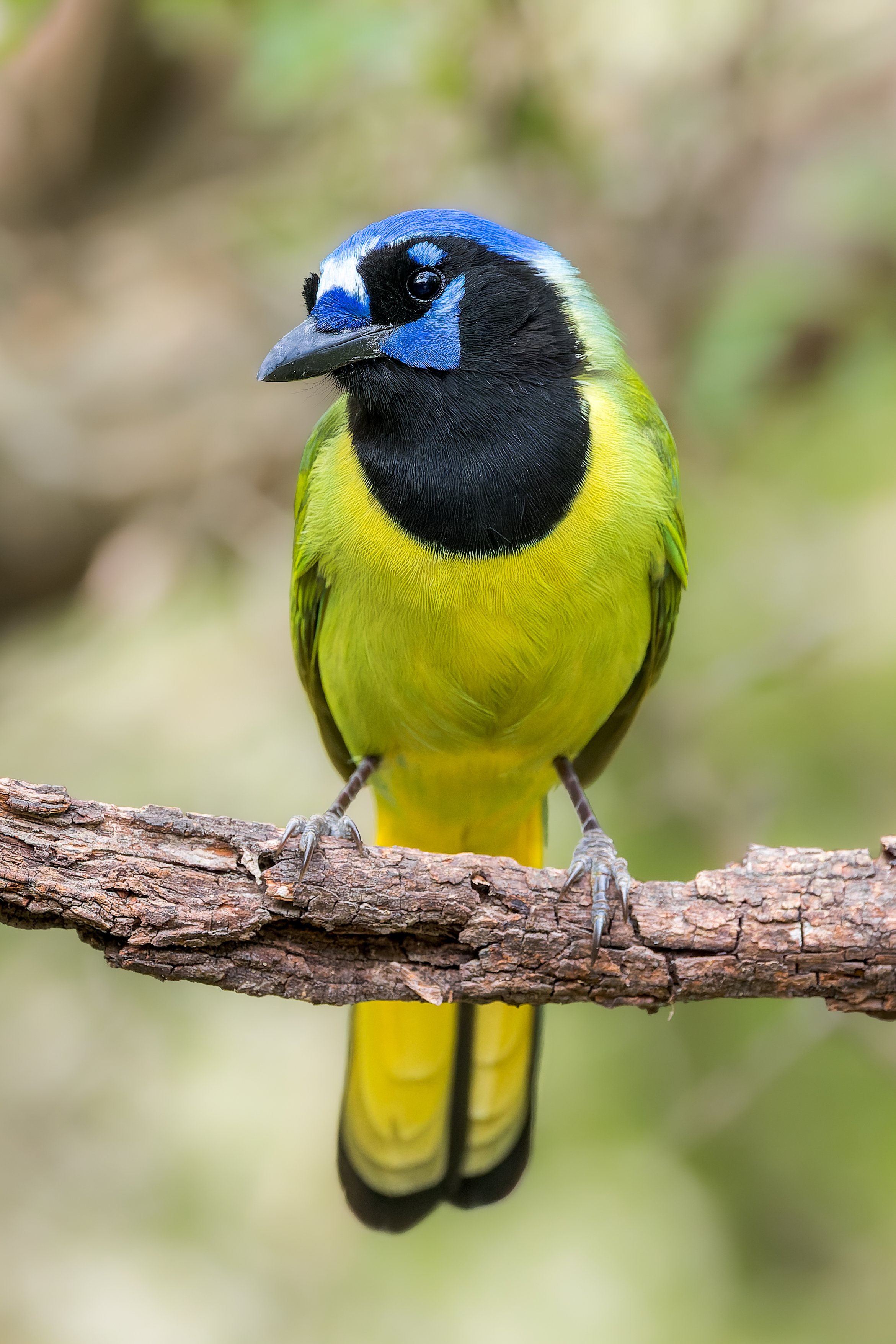 20250101- Bentsen Rio Grande Valley SP-6707-CR3_DxO_DeepPRIME.jpg