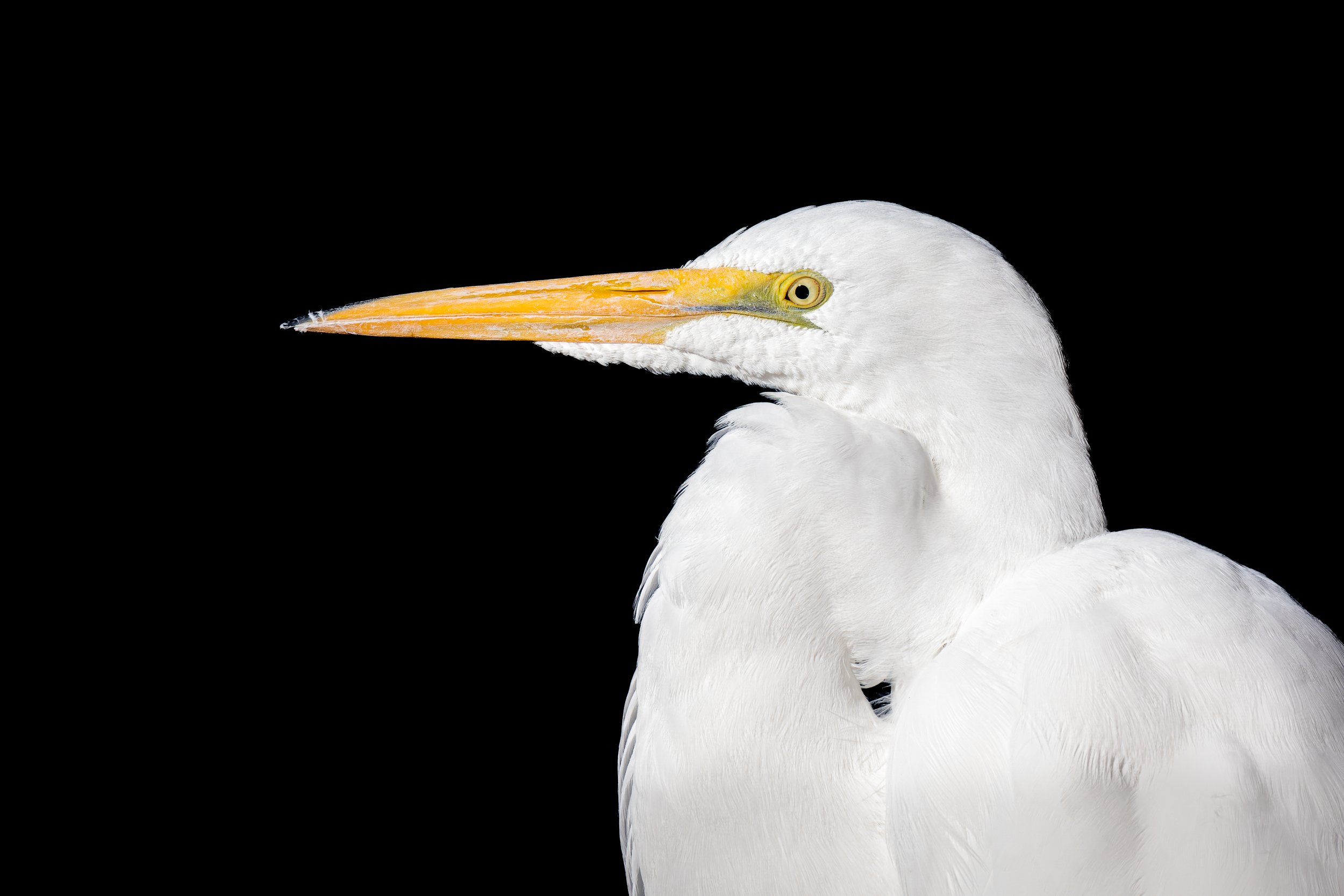 20211204- Reid Park-1461-CR3_DxO_DeepPRIME.jpg