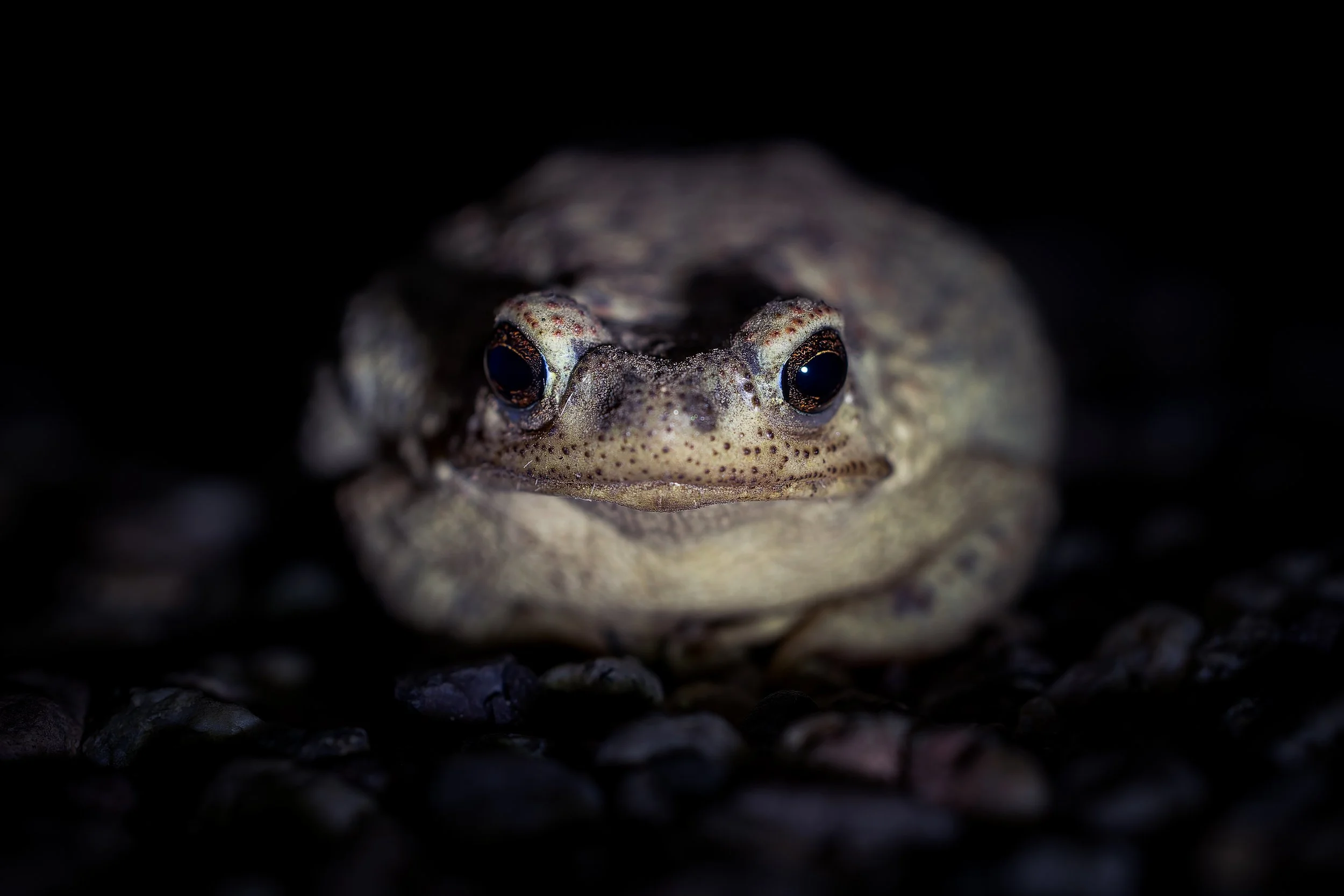 20260327- Sabino Canyon Night-4384-CR3_DxO_DeepPRIME.jpg