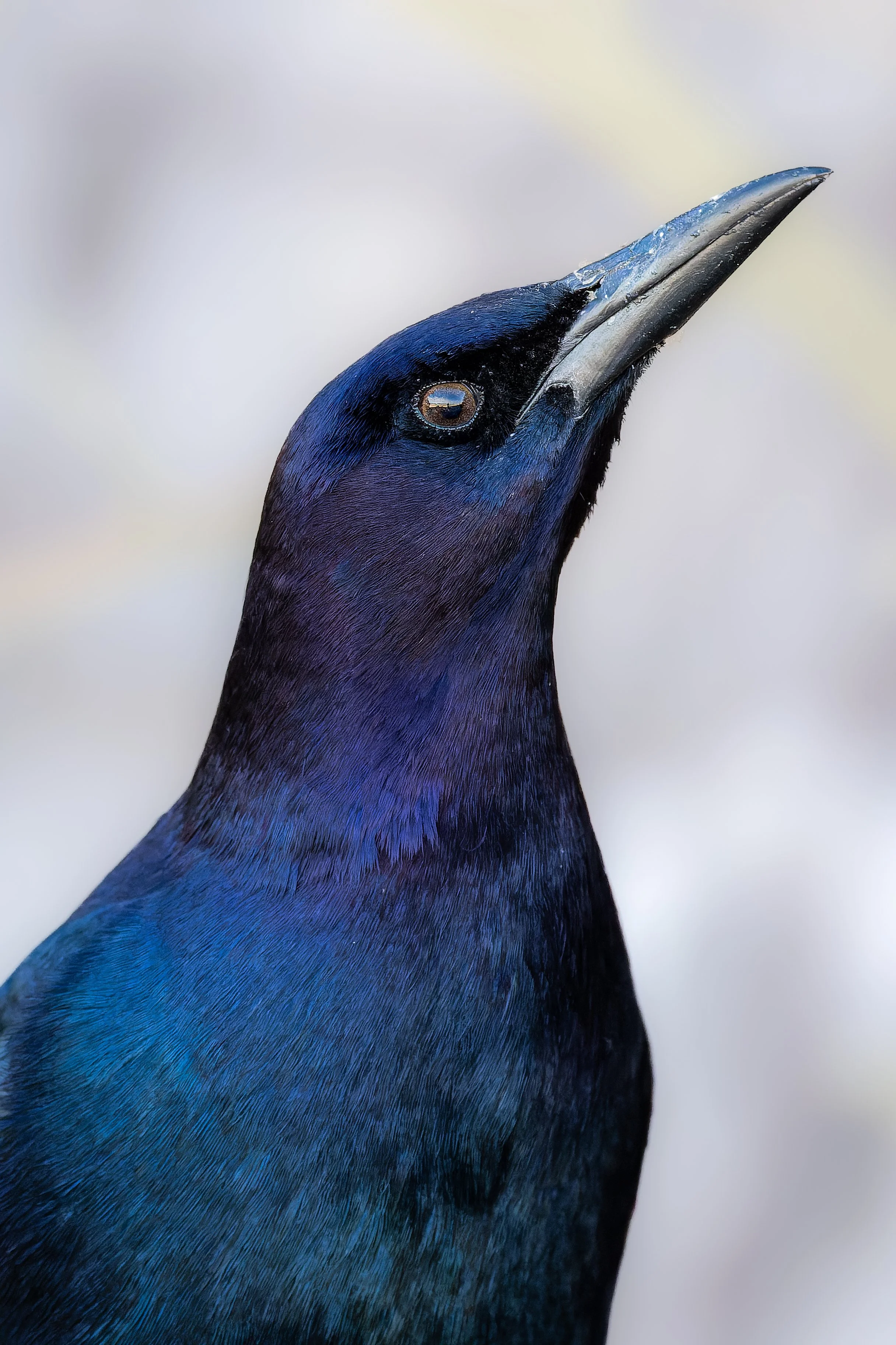 20220119- Canaveral National Seashore-9443-CR3_DxO_DeepPRIME.jpg