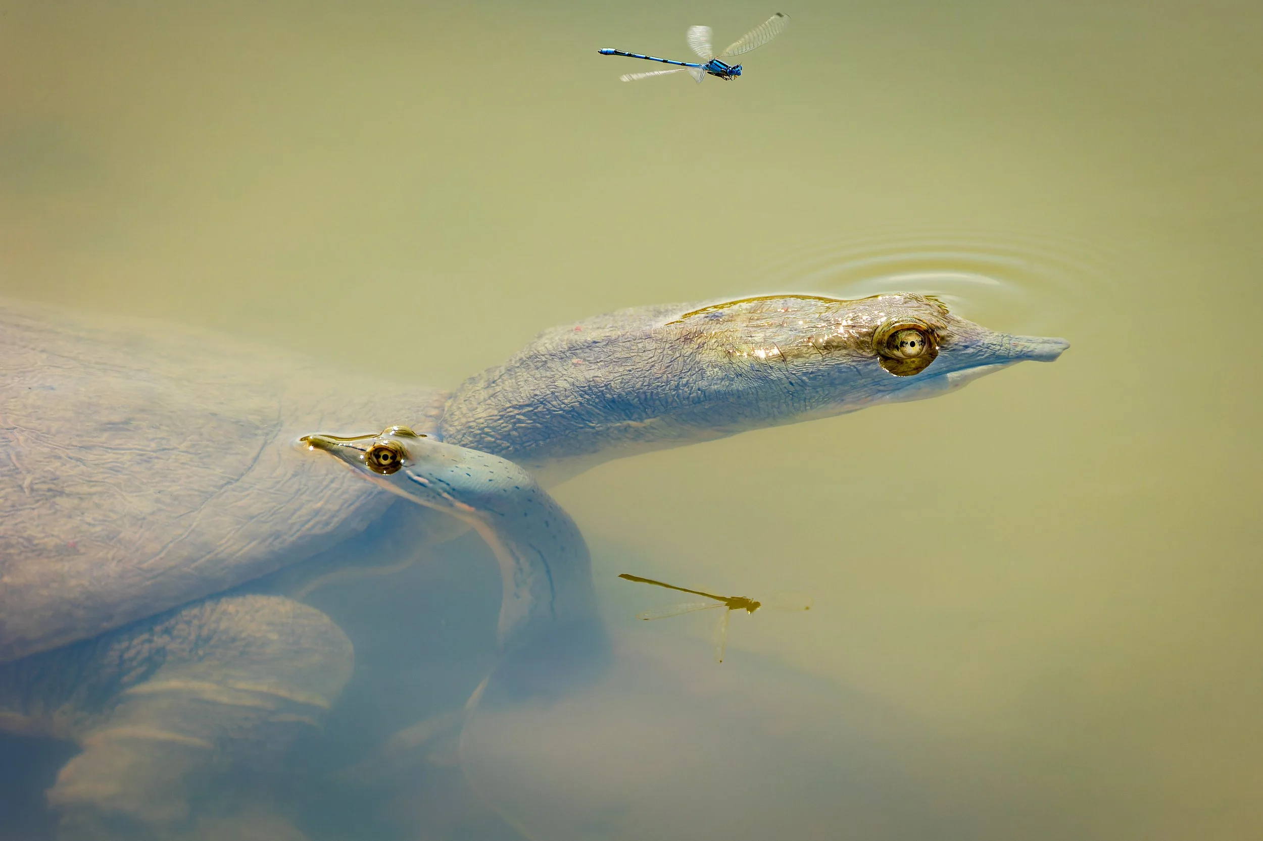 20210622- Rental Lenses Agua Caliente-5647-CR3_DxO_DeepPRIME.jpg