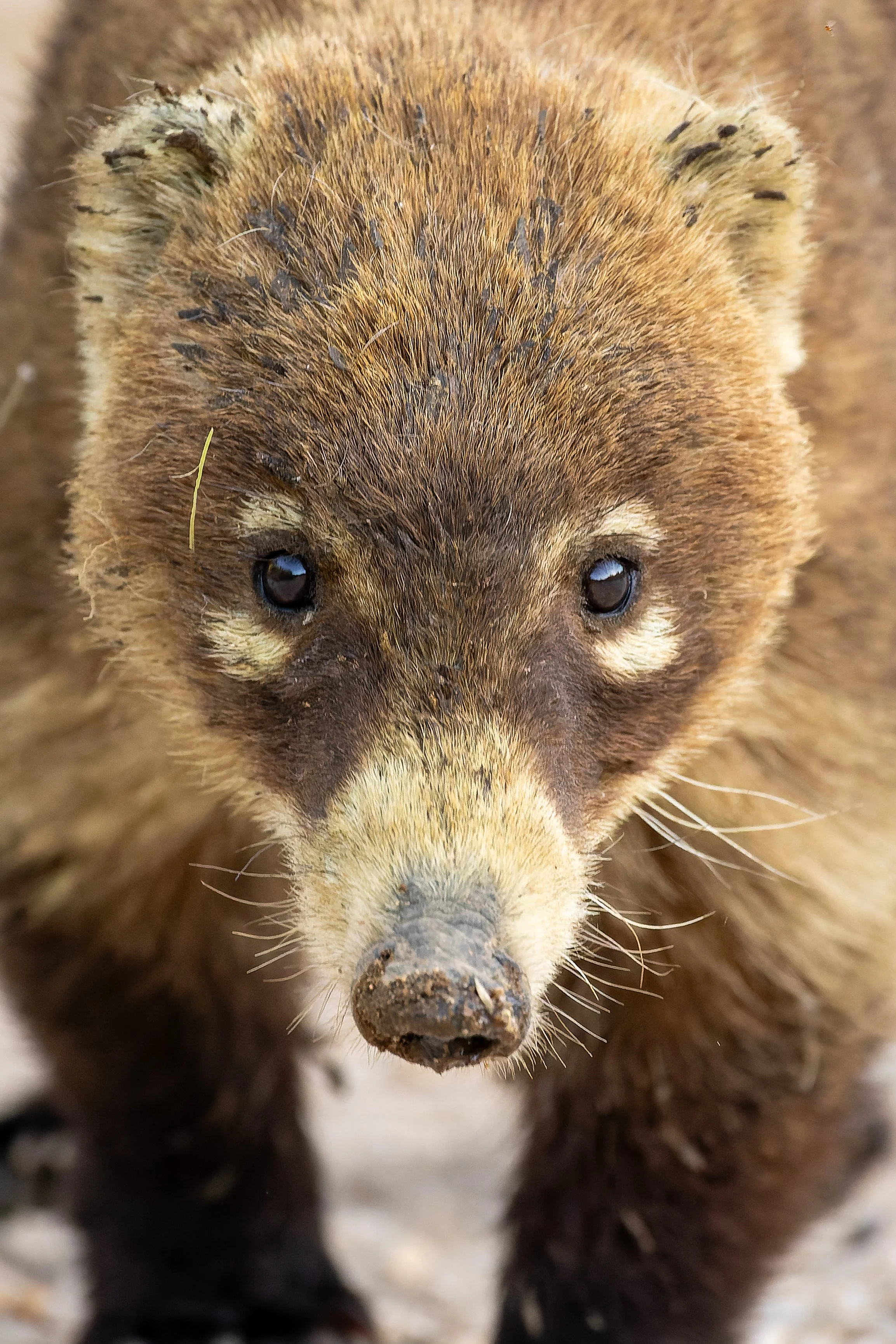 20230417- Sabino Canyon-5171-CR3_DxO_DeepPRIME.jpg