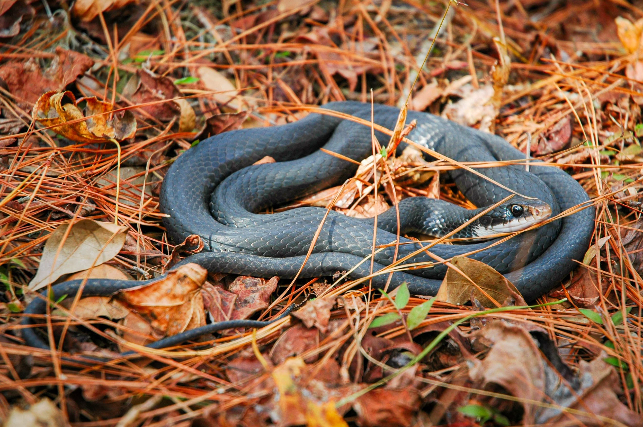 20041222- La Chua Trail-237.jpg