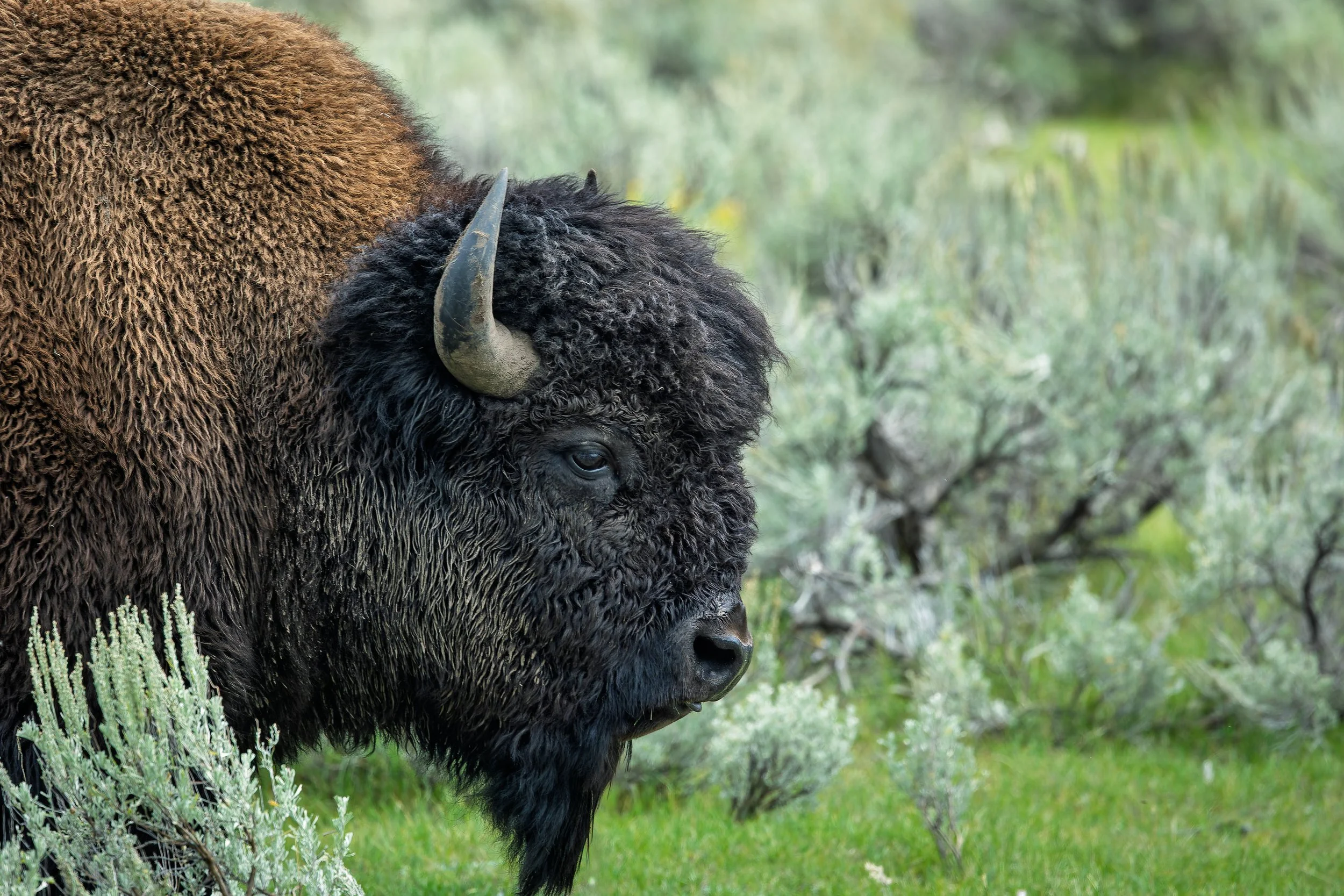 20260829- Yellowstone-9904-CR3_DxO_DeepPRIMEXD.jpg
