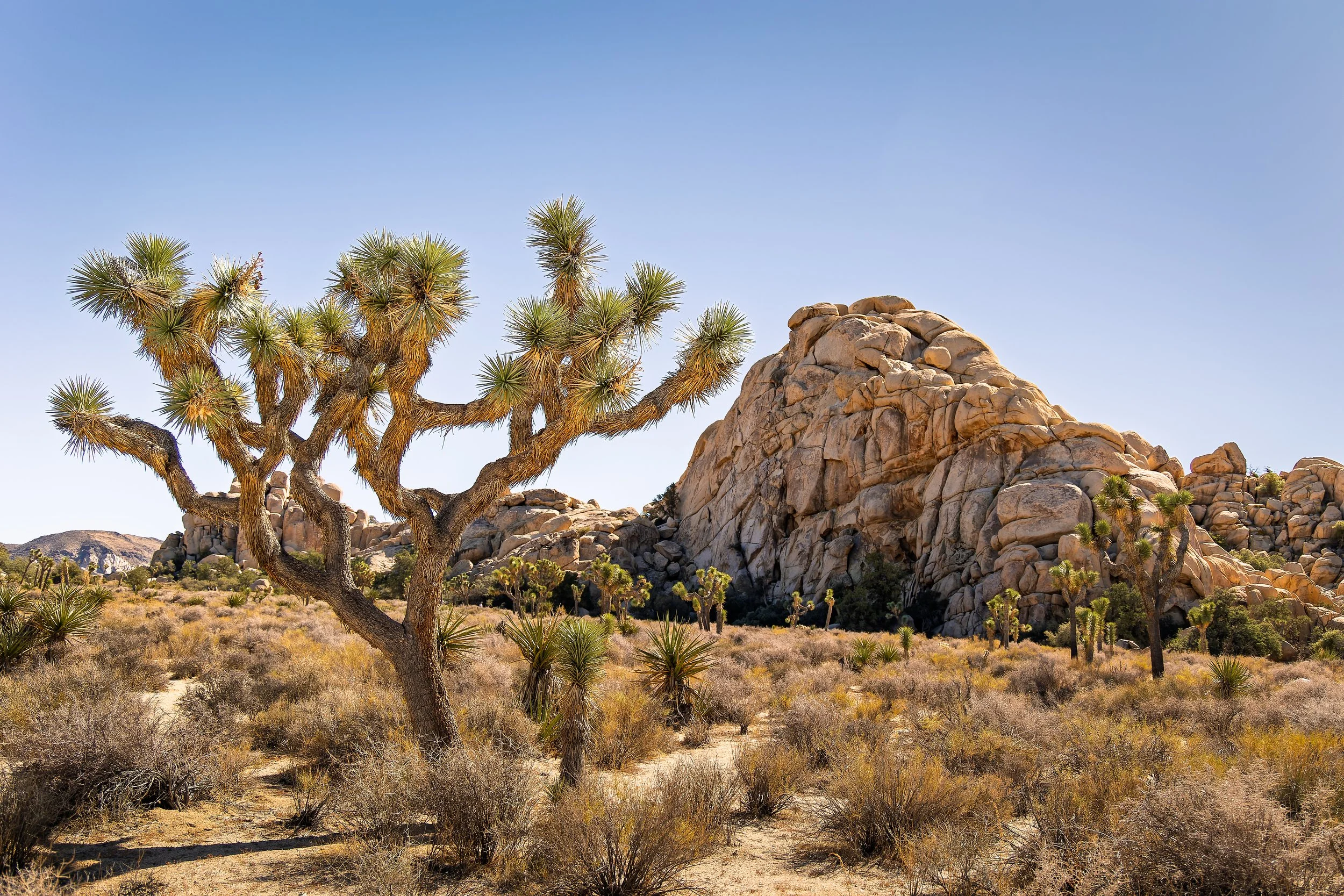 20211026- JTNP Hidden Valley Trail-1415-CR3_DxO_DeepPRIME.jpg