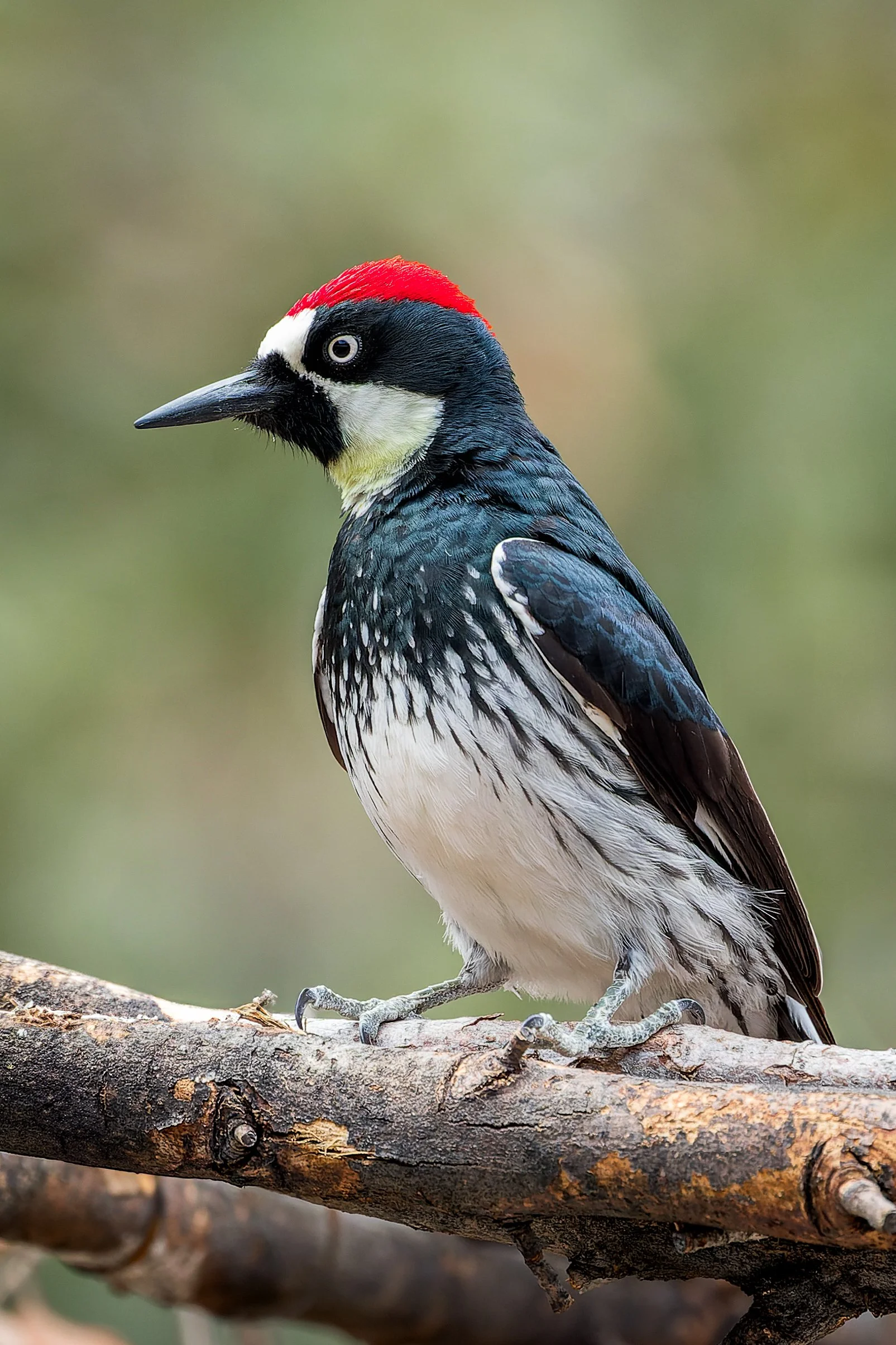 20230315- Madera Canyon-8184-CR3_DxO_DeepPRIME.jpg