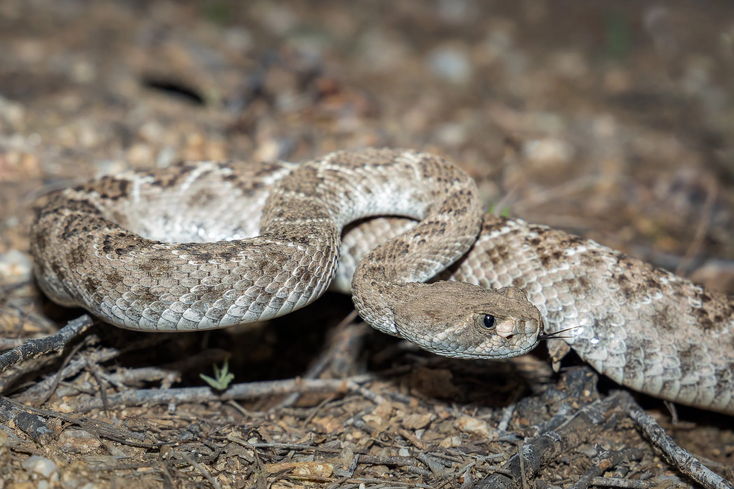 20210907- Sabino Canyon Night Hike-6723-CR3_DxO_DeepPRIME.jpg